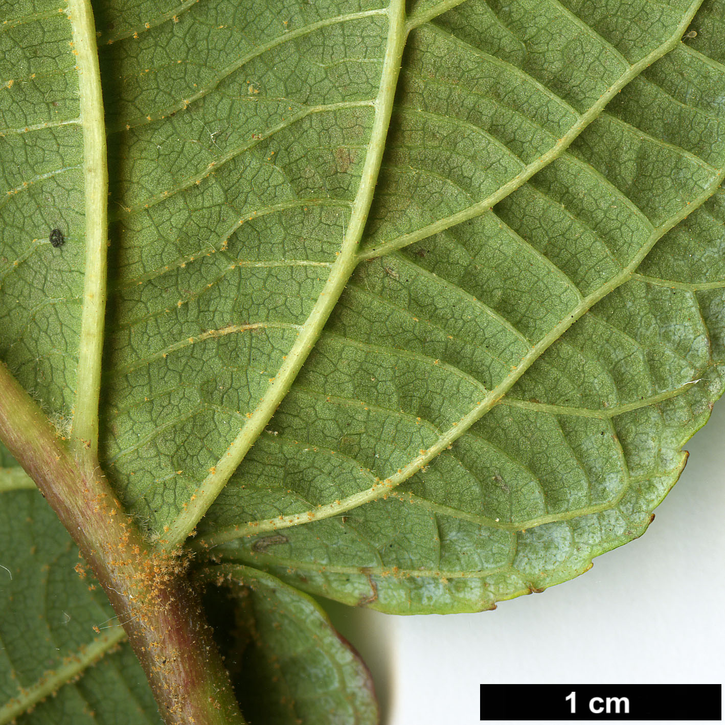 High resolution image: Family: Adoxaceae - Genus: Viburnum - Taxon: nervosum