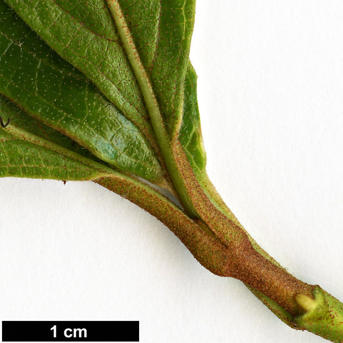 High resolution image: Family: Adoxaceae - Genus: Viburnum - Taxon: nudum