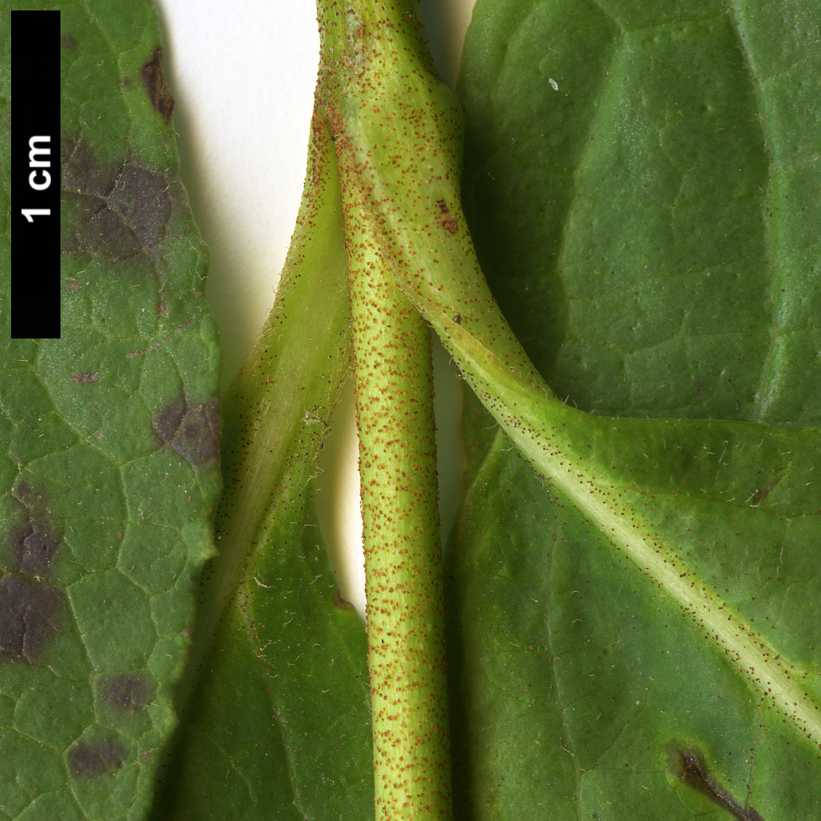 High resolution image: Family: Adoxaceae - Genus: Viburnum - Taxon: nudum