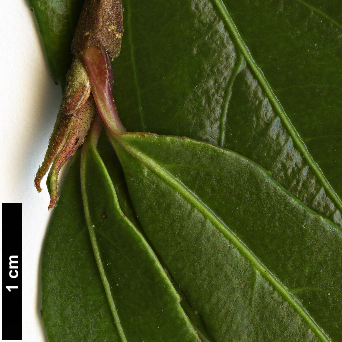 High resolution image: Family: Adoxaceae - Genus: Viburnum - Taxon: oliganthum