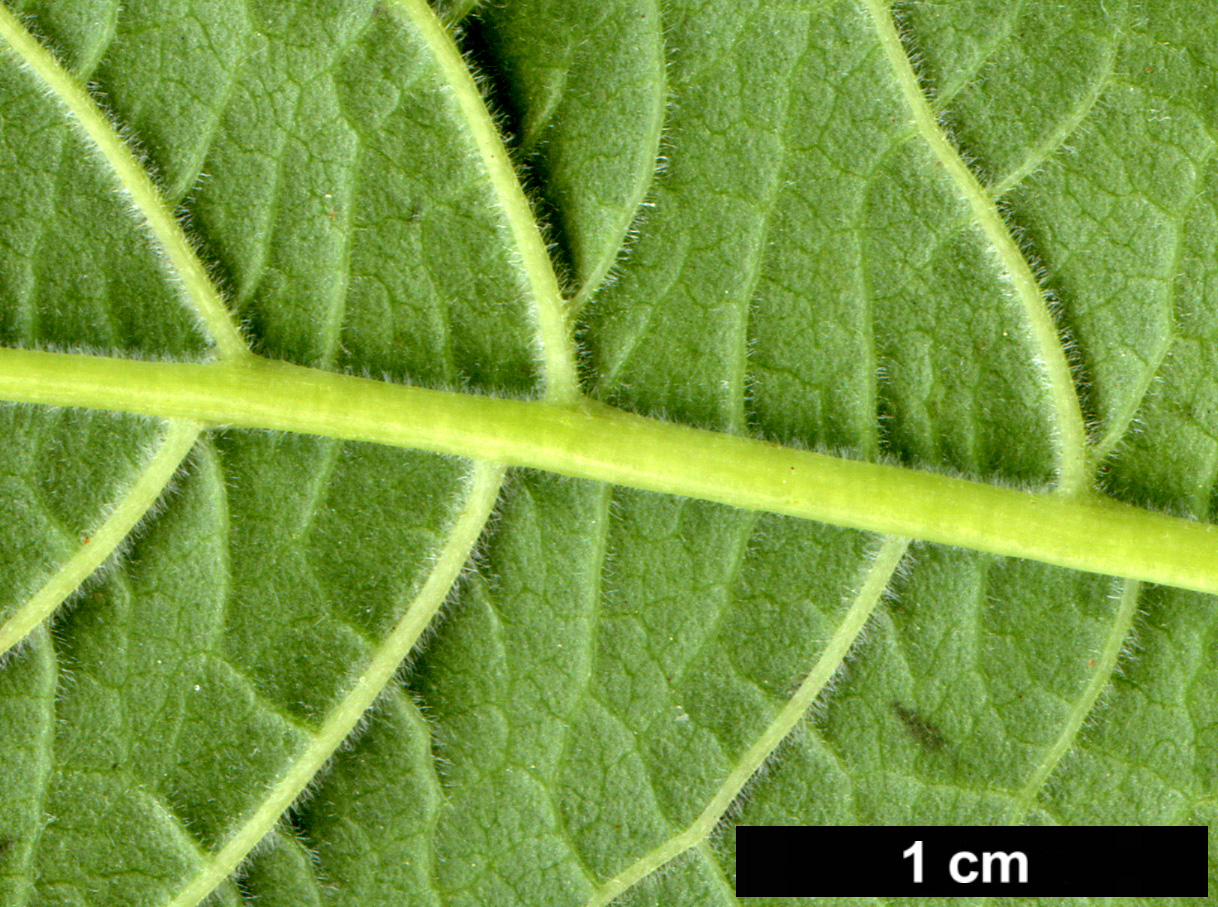 High resolution image: Family: Adoxaceae - Genus: Viburnum - Taxon: opulus