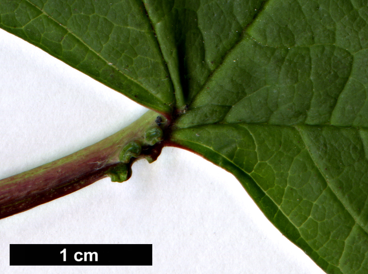 High resolution image: Family: Adoxaceae - Genus: Viburnum - Taxon: opulus