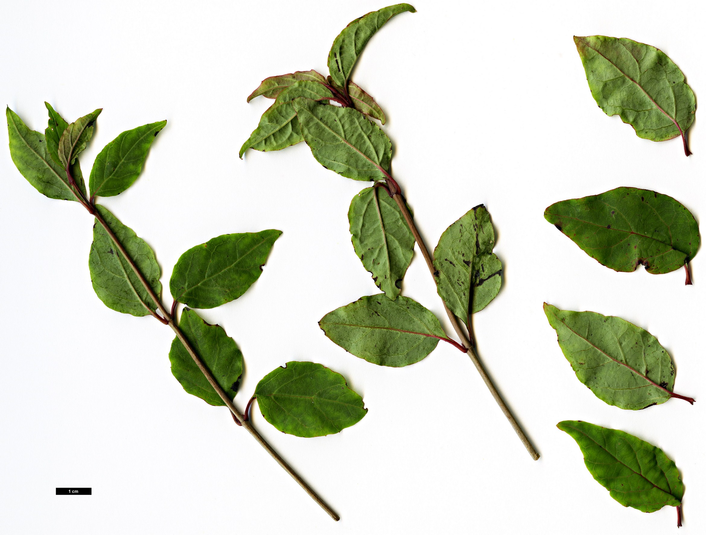 High resolution image: Family: Adoxaceae - Genus: Viburnum - Taxon: phlebotrichum