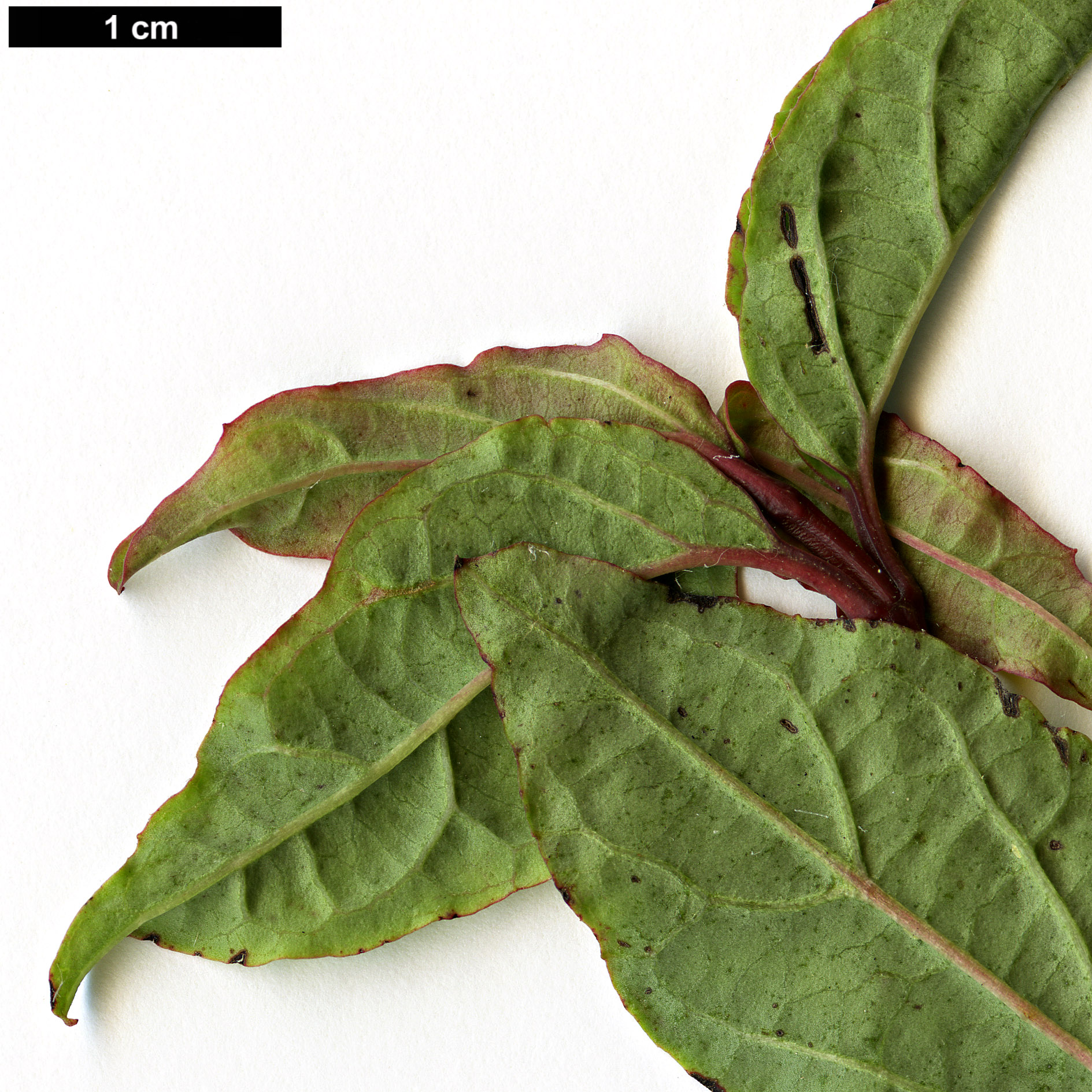 High resolution image: Family: Adoxaceae - Genus: Viburnum - Taxon: phlebotrichum