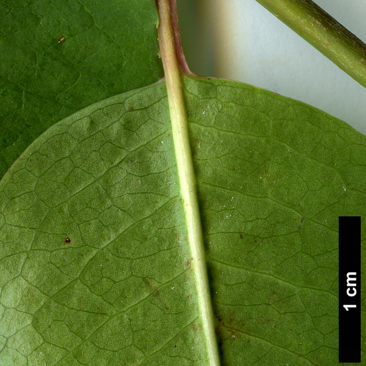 High resolution image: Family: Adoxaceae - Genus: Viburnum - Taxon: prunifolium