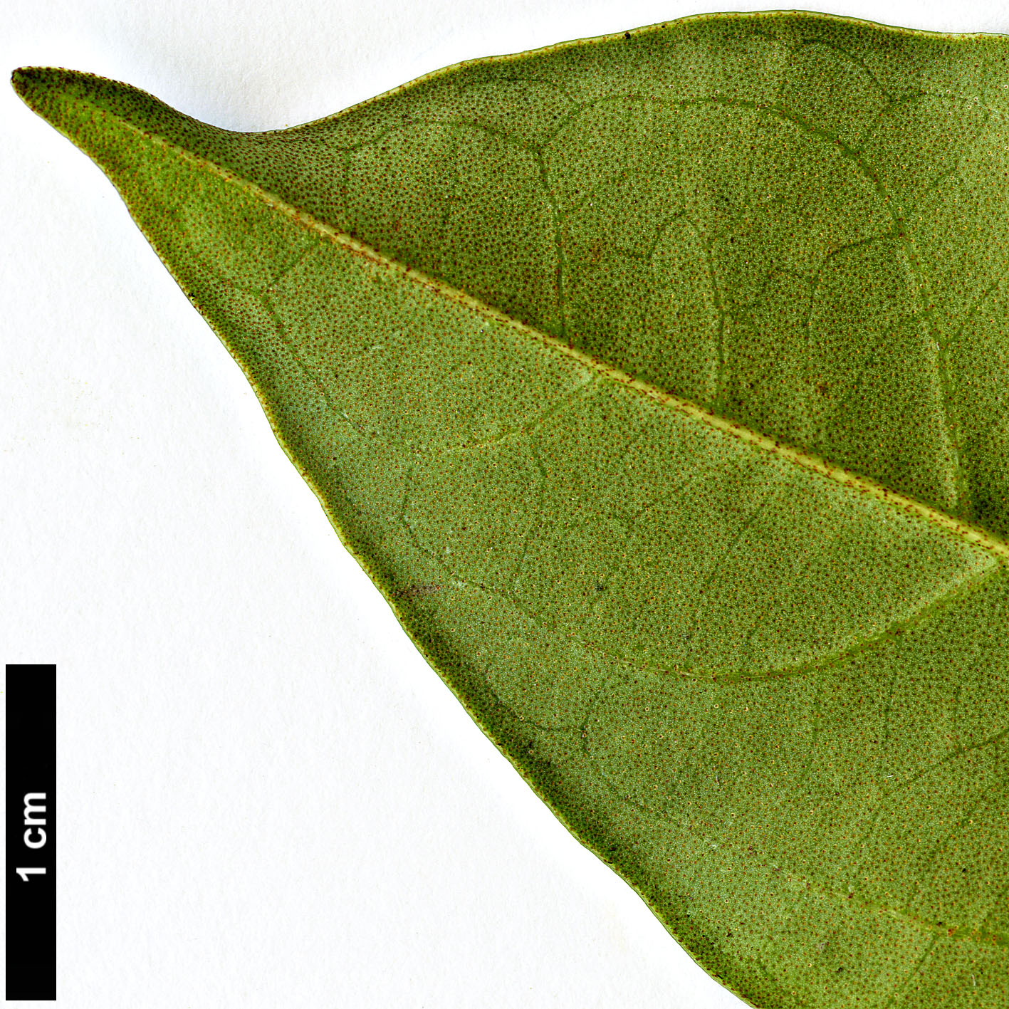 High resolution image: Family: Adoxaceae - Genus: Viburnum - Taxon: punctatum