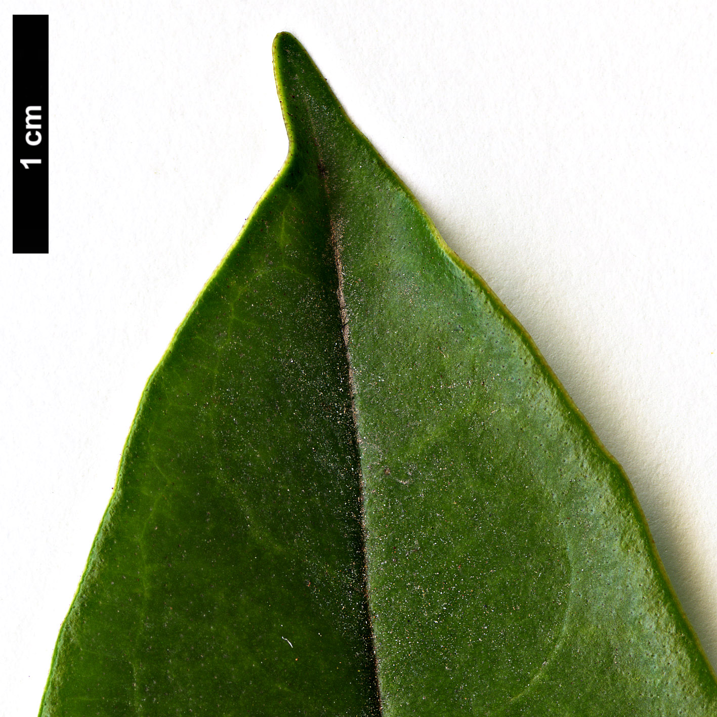 High resolution image: Family: Adoxaceae - Genus: Viburnum - Taxon: punctatum