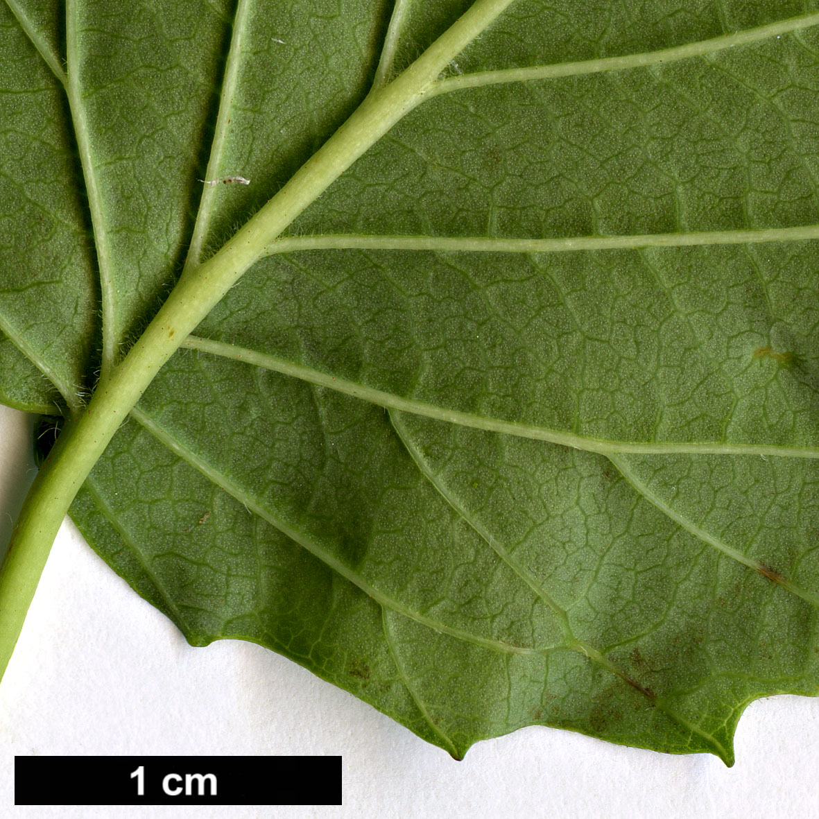 High resolution image: Family: Adoxaceae - Genus: Viburnum - Taxon: recognitum