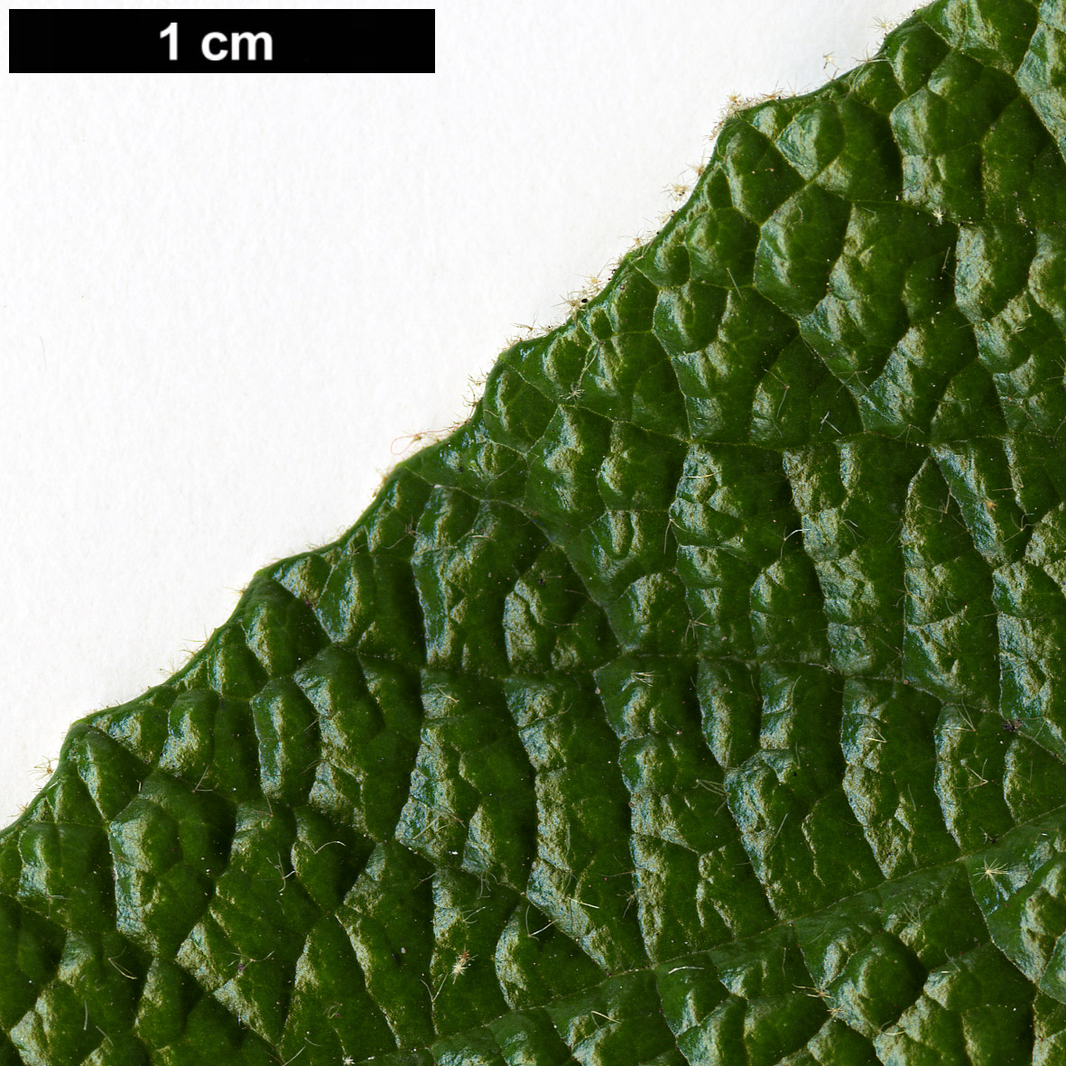 High resolution image: Family: Adoxaceae - Genus: Viburnum - Taxon: rhytidophyllum