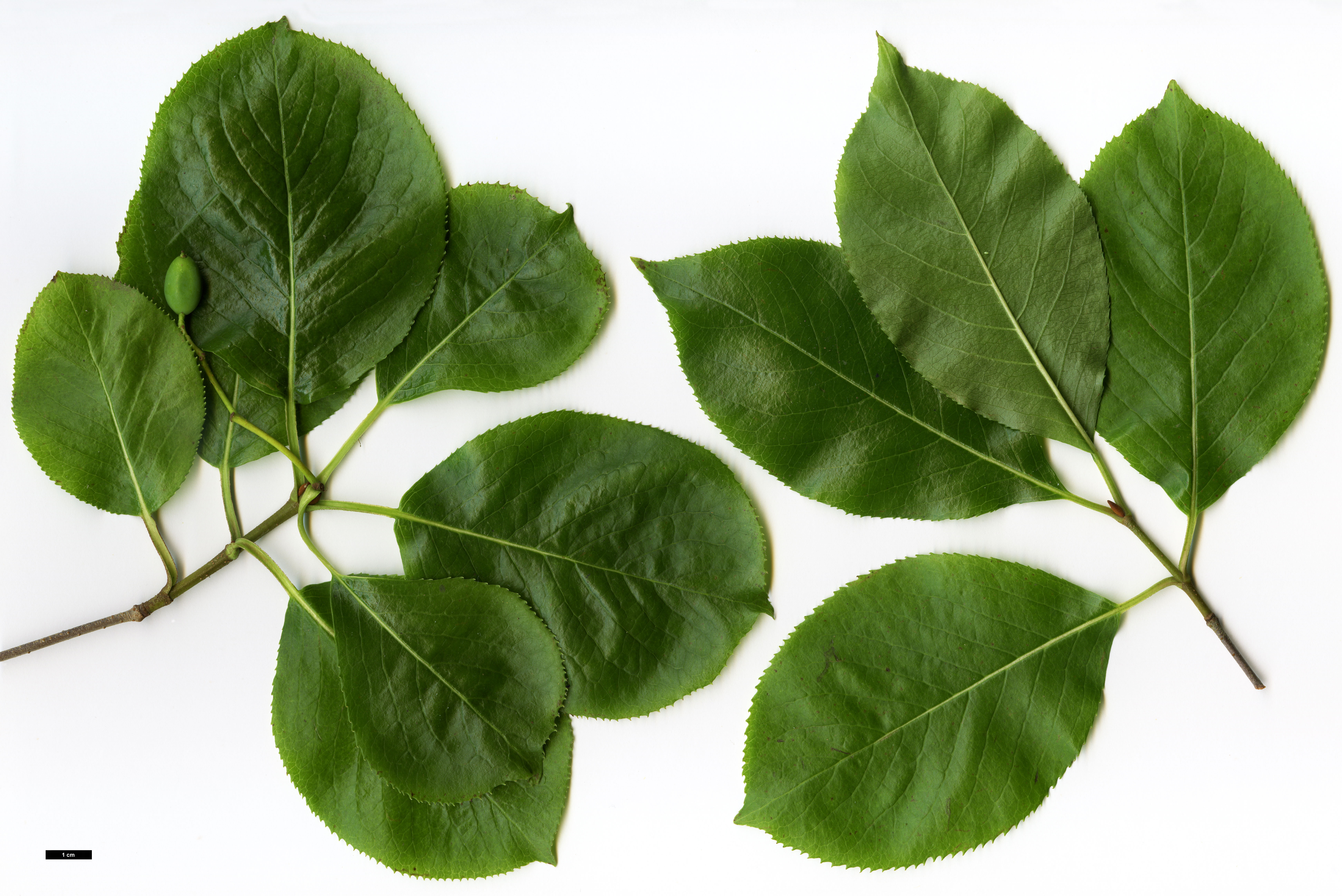 High resolution image: Family: Adoxaceae - Genus: Viburnum - Taxon: rufidulum