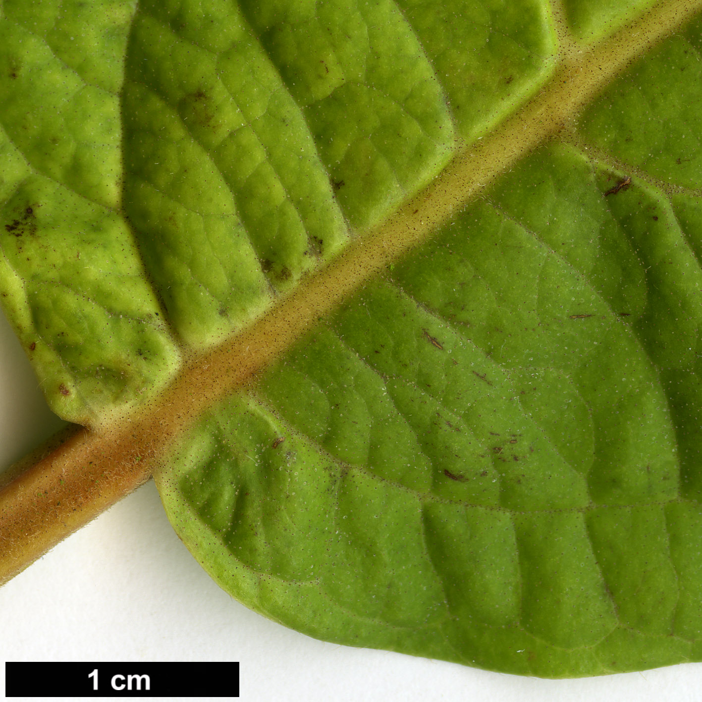 High resolution image: Family: Adoxaceae - Genus: Viburnum - Taxon: sambucinum