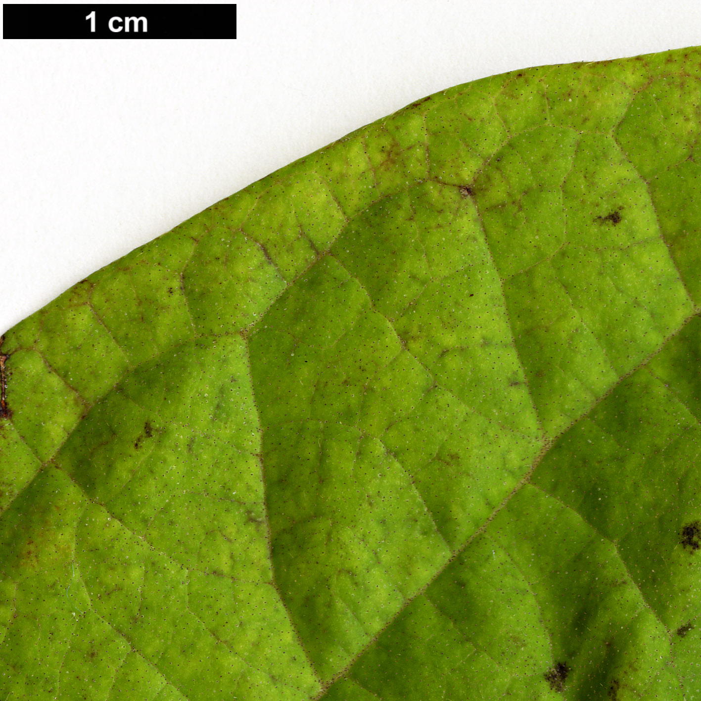 High resolution image: Family: Adoxaceae - Genus: Viburnum - Taxon: sambucinum