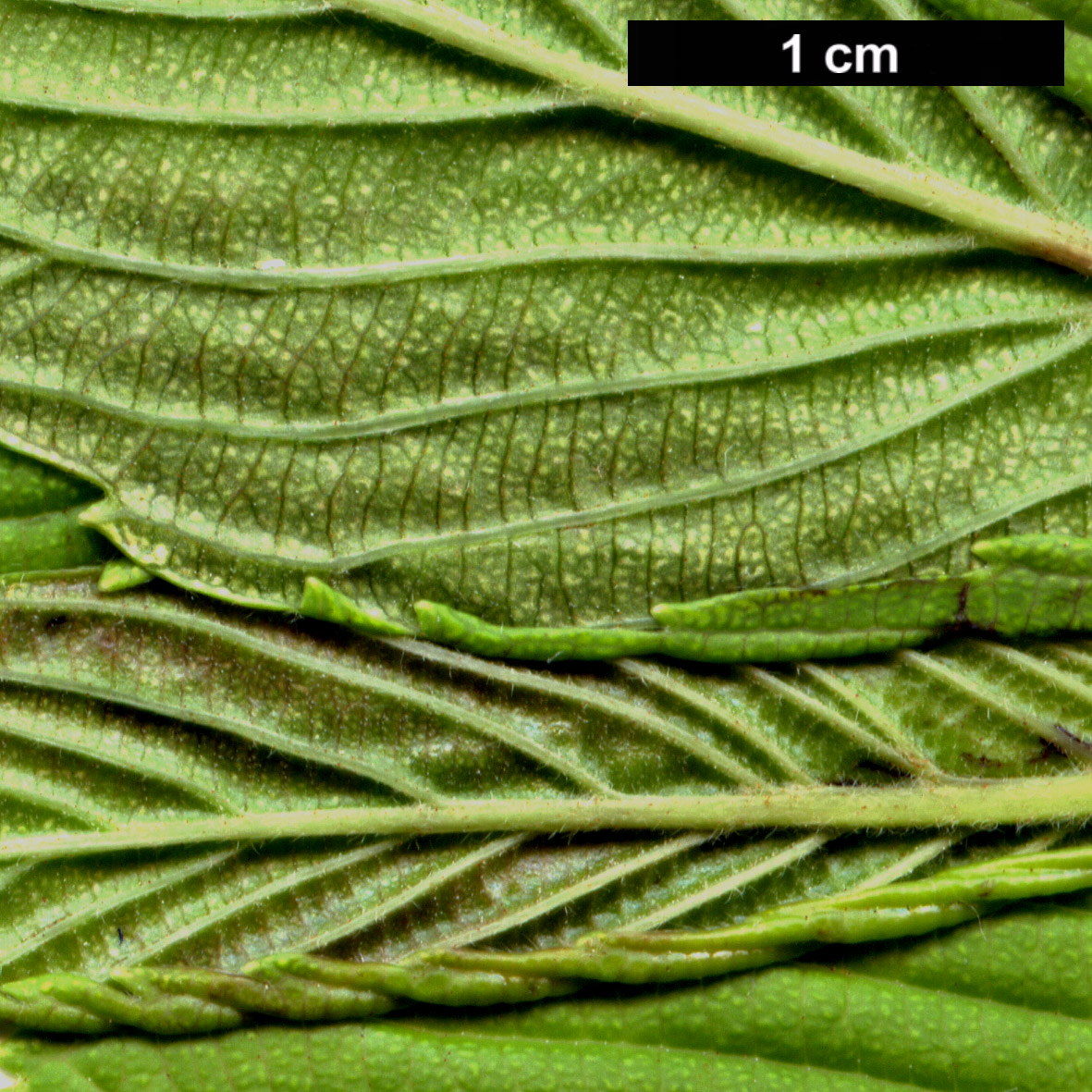 High resolution image: Family: Adoxaceae - Genus: Viburnum - Taxon: sieboldii