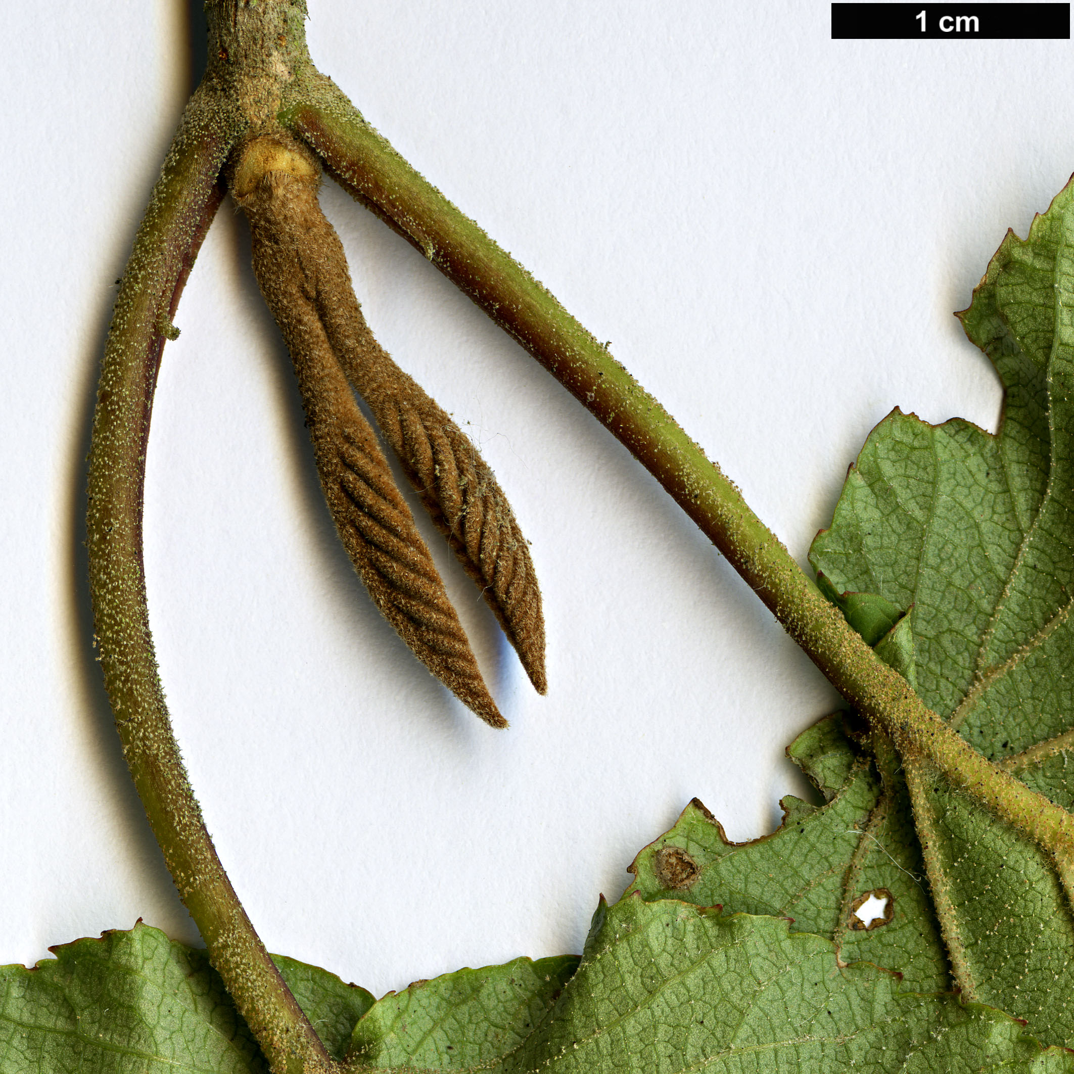High resolution image: Family: Adoxaceae - Genus: Viburnum - Taxon: sympodiale