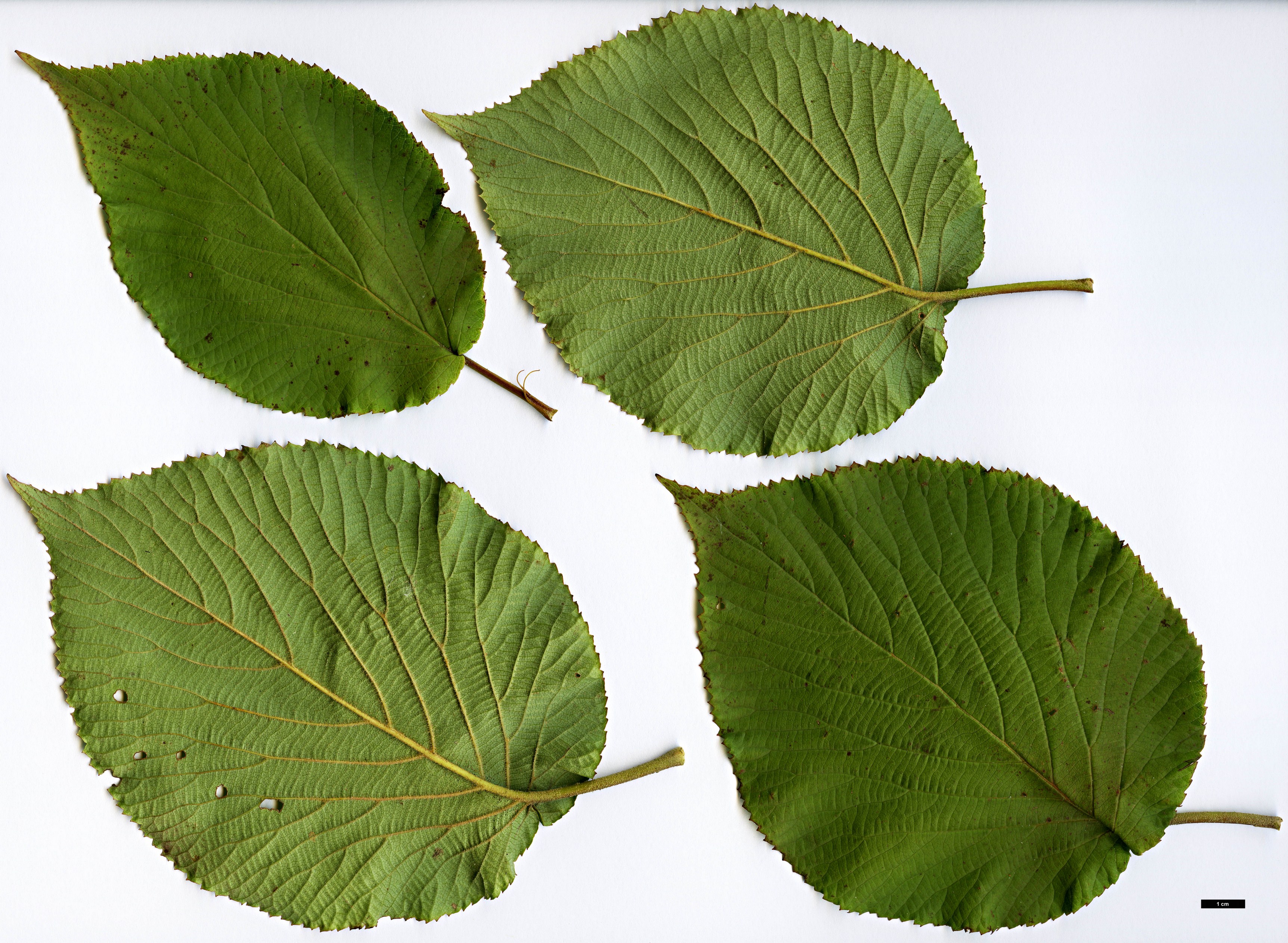High resolution image: Family: Adoxaceae - Genus: Viburnum - Taxon: sympodiale