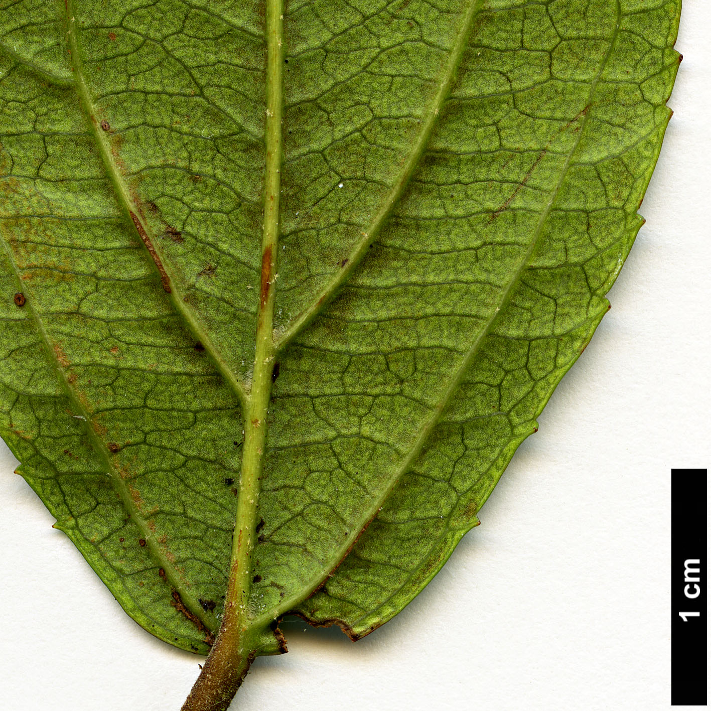 High resolution image: Family: Adoxaceae - Genus: Viburnum - Taxon: taitoense