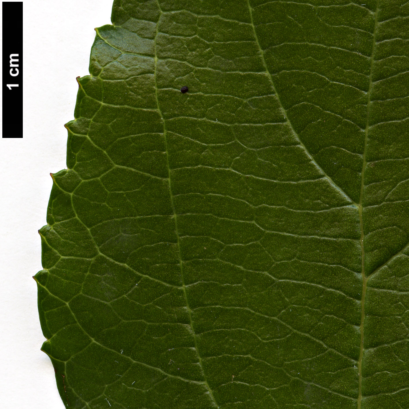 High resolution image: Family: Adoxaceae - Genus: Viburnum - Taxon: taitoense