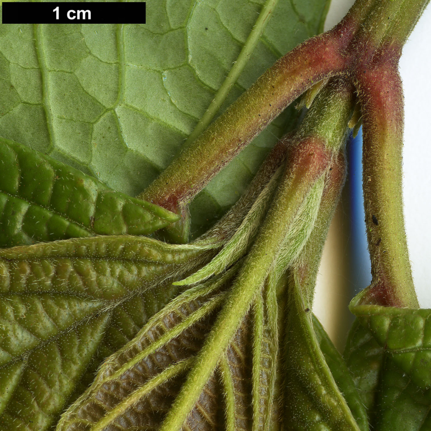 High resolution image: Family: Adoxaceae - Genus: Viburnum - Taxon: ternatum