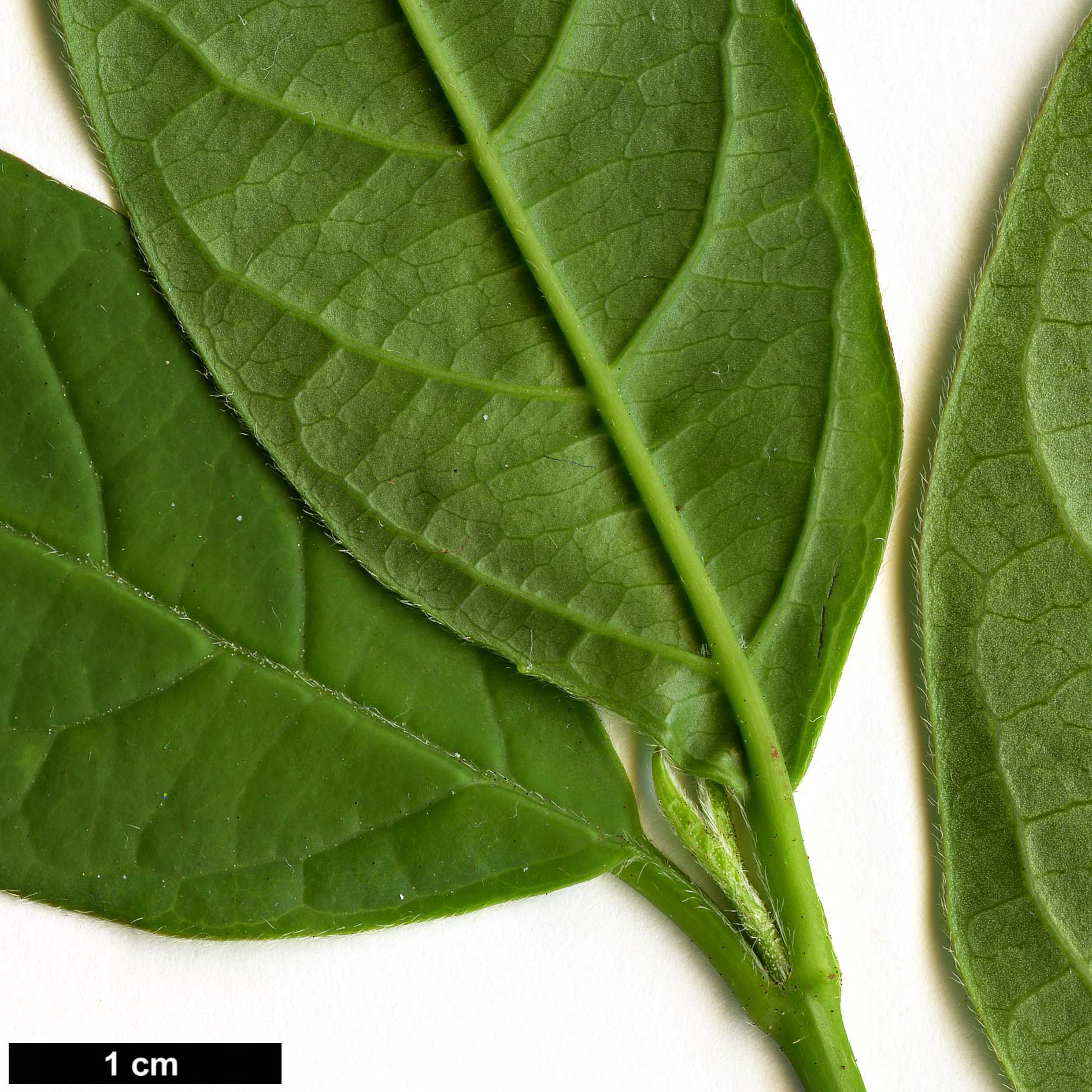 High resolution image: Family: Adoxaceae - Genus: Viburnum - Taxon: triphyllum