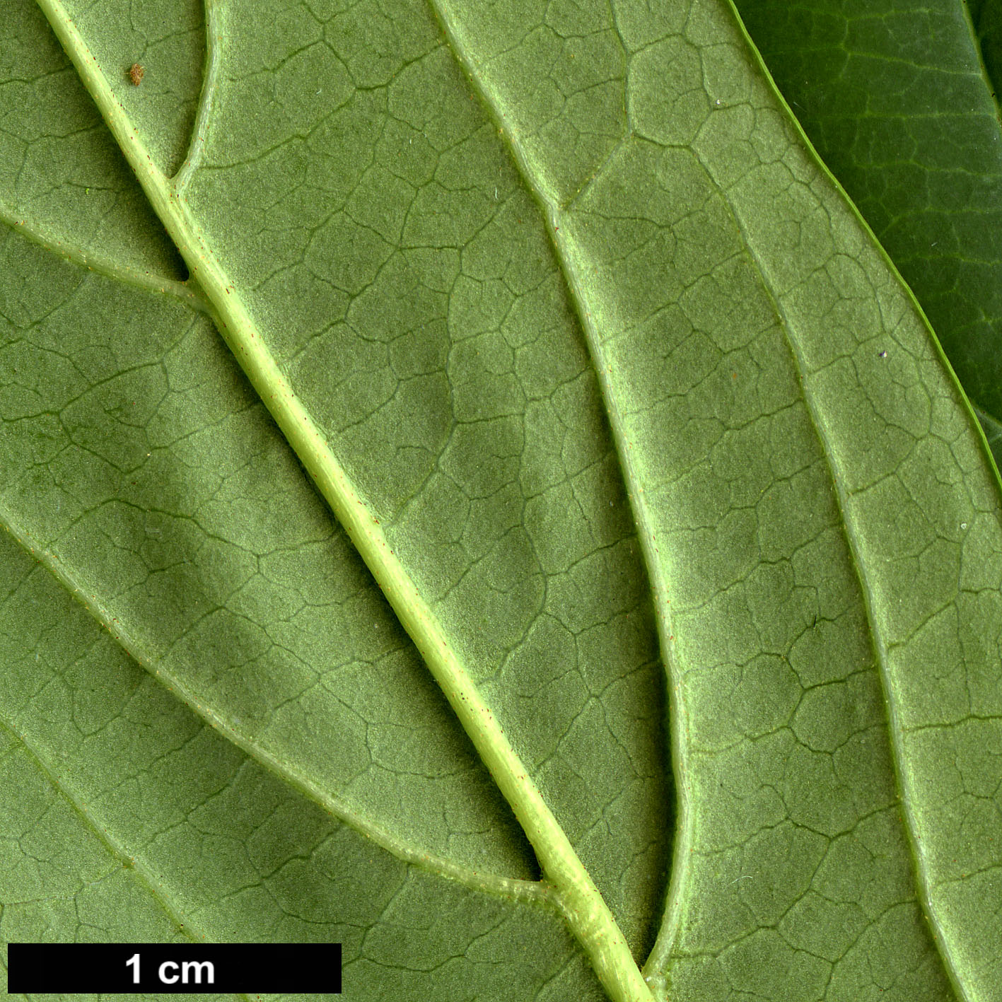 High resolution image: Family: Adoxaceae - Genus: Viburnum - Taxon: urceolatum