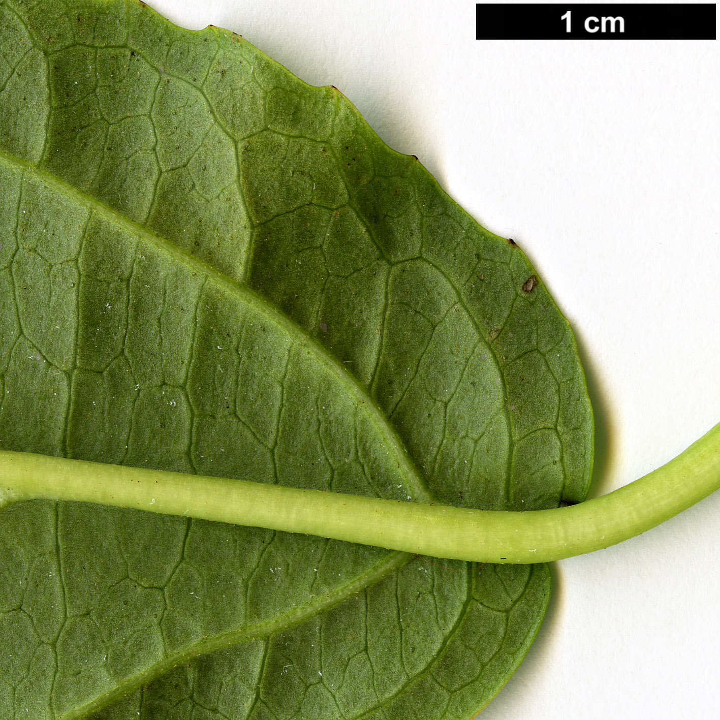 High resolution image: Family: Adoxaceae - Genus: Viburnum - Taxon: urceolatum