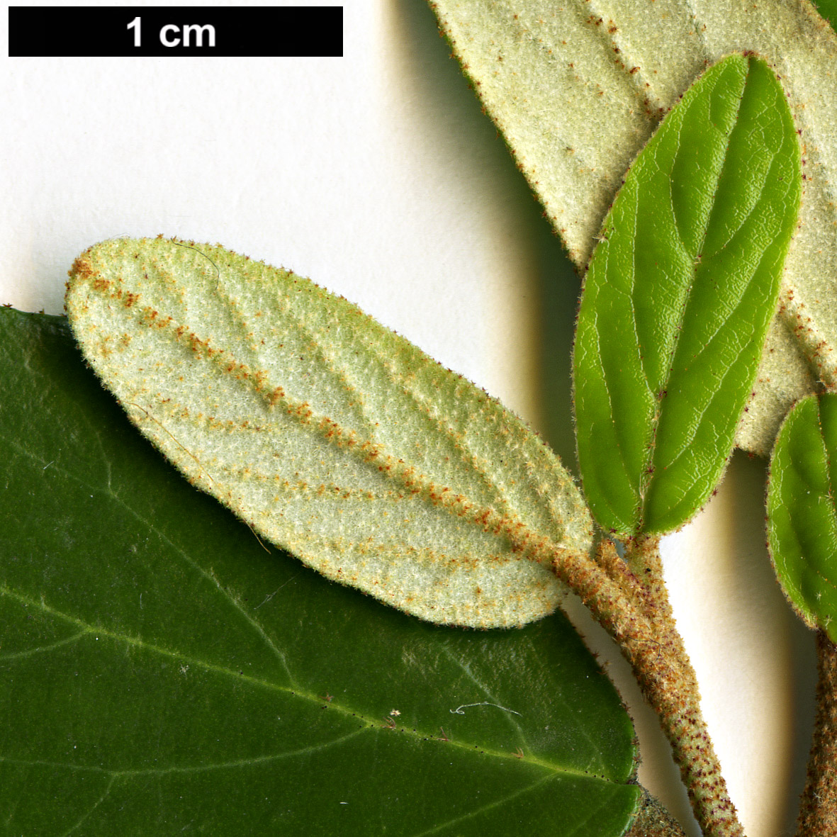 High resolution image: Family: Adoxaceae - Genus: Viburnum - Taxon: utile