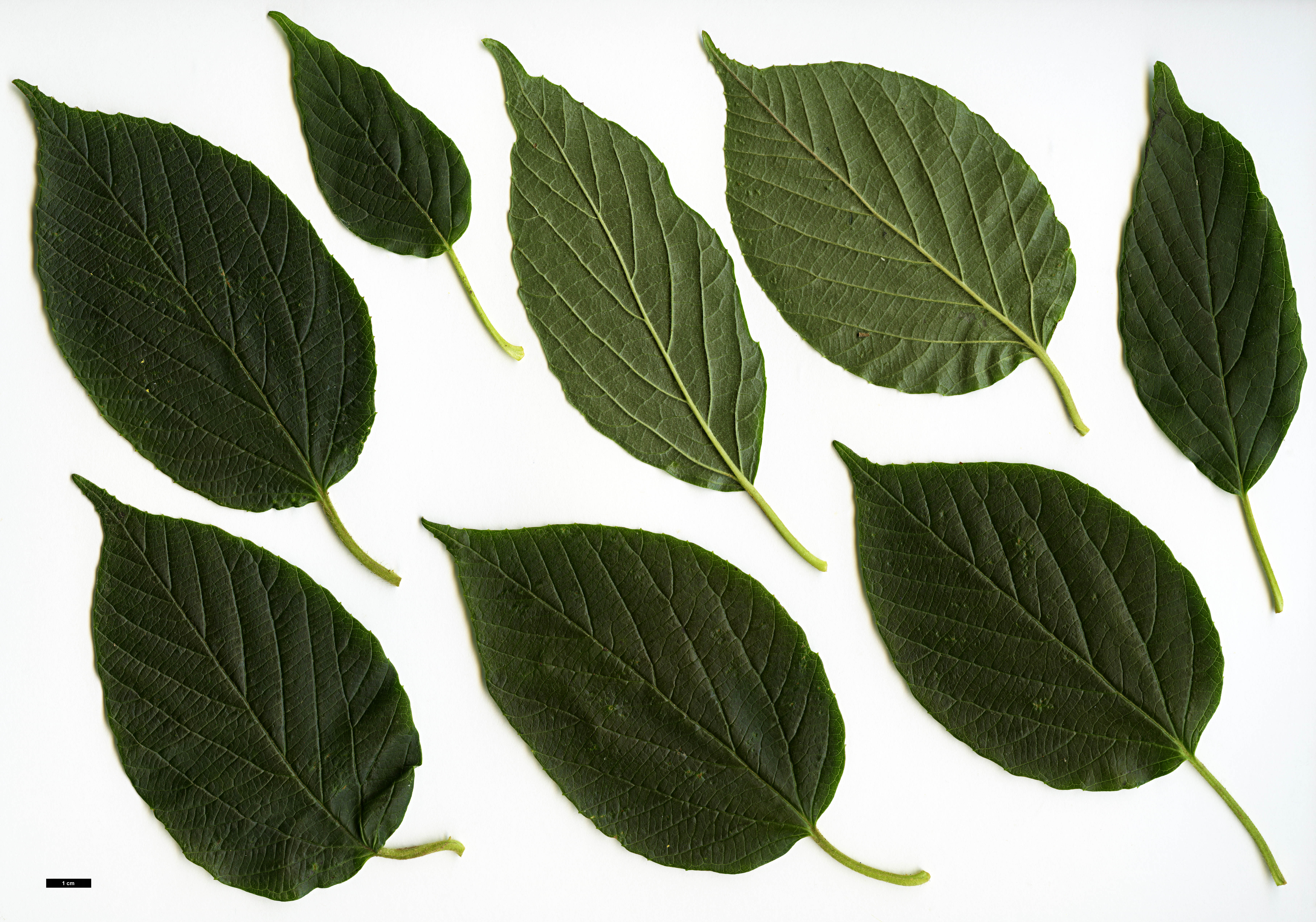 High resolution image: Family: Adoxaceae - Genus: Viburnum - Taxon: wilsonii