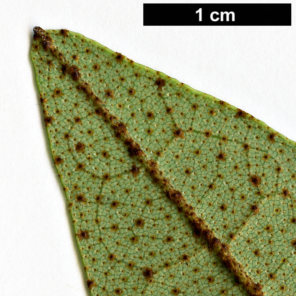 High resolution image: Family: Aextoxicaceae - Genus: Aextoxicon - Taxon: punctatum