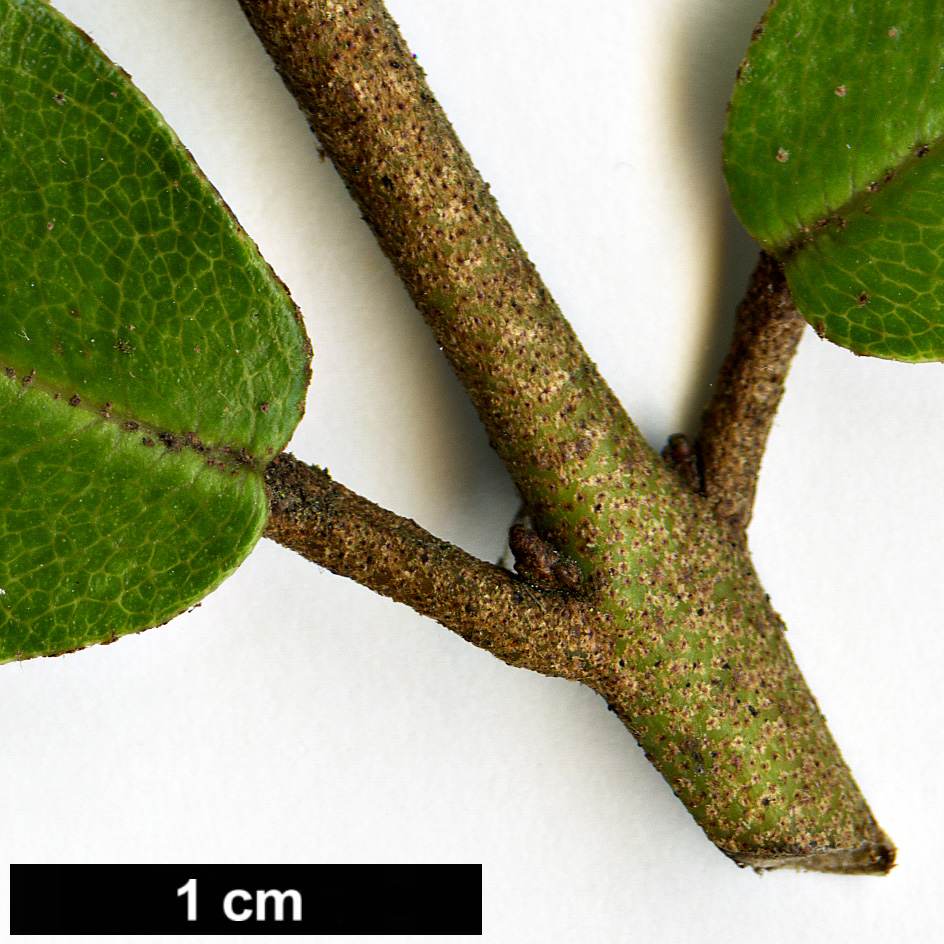 High resolution image: Family: Aextoxicaceae - Genus: Aextoxicon - Taxon: punctatum
