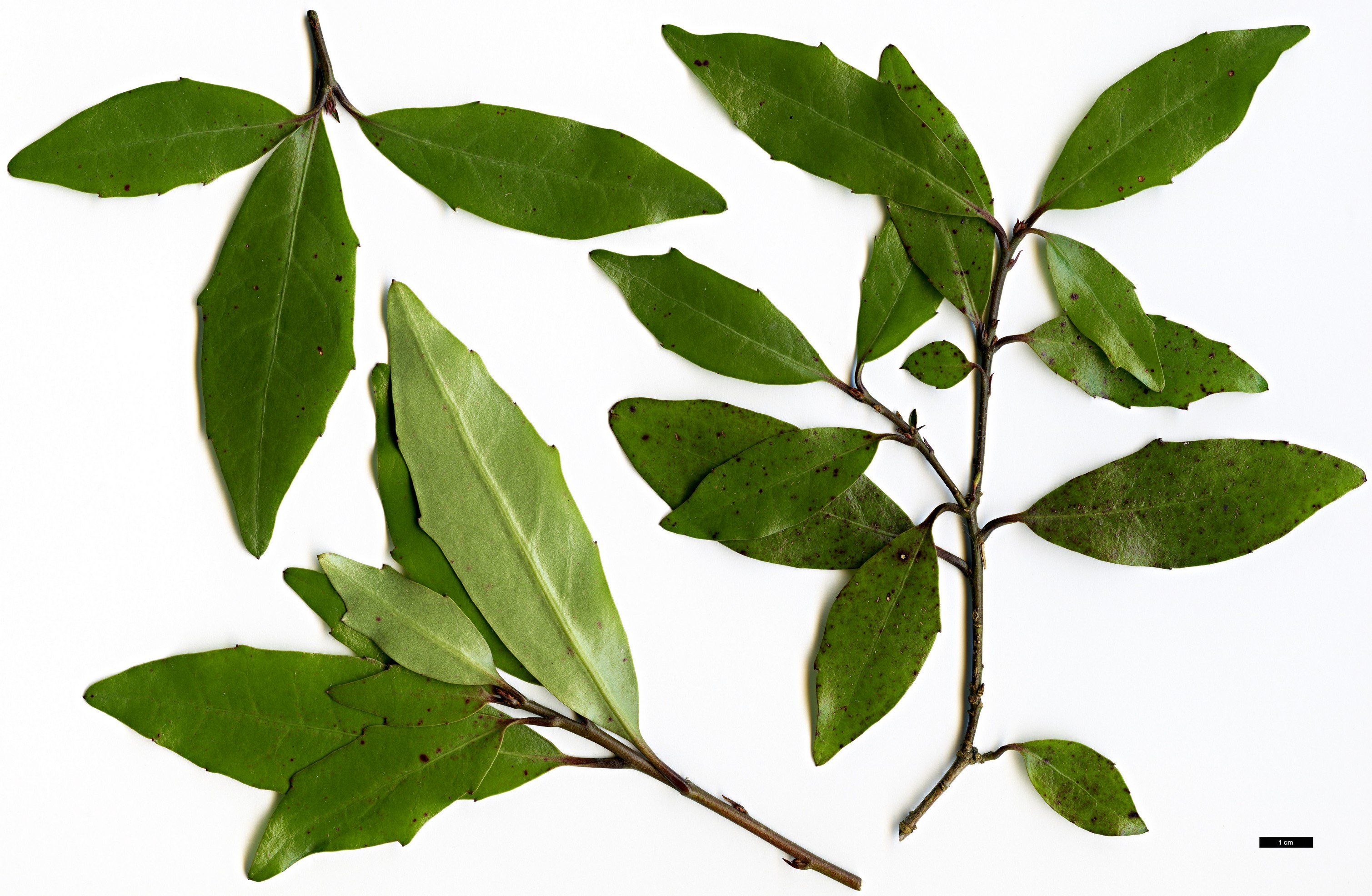 High resolution image: Family: Alseuosmiaceae - Genus: Alseuosmia - Taxon: banksii