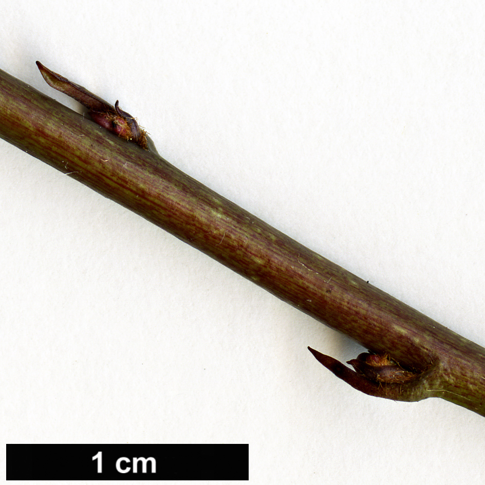 High resolution image: Family: Alseuosmiaceae - Genus: Alseuosmia - Taxon: banksii