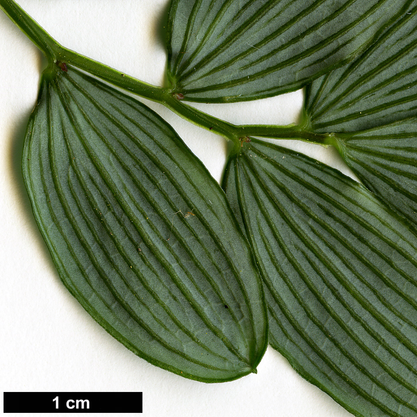 High resolution image: Family: Alstroemeriaceae - Genus: Luzuriaga - Taxon: parviflora