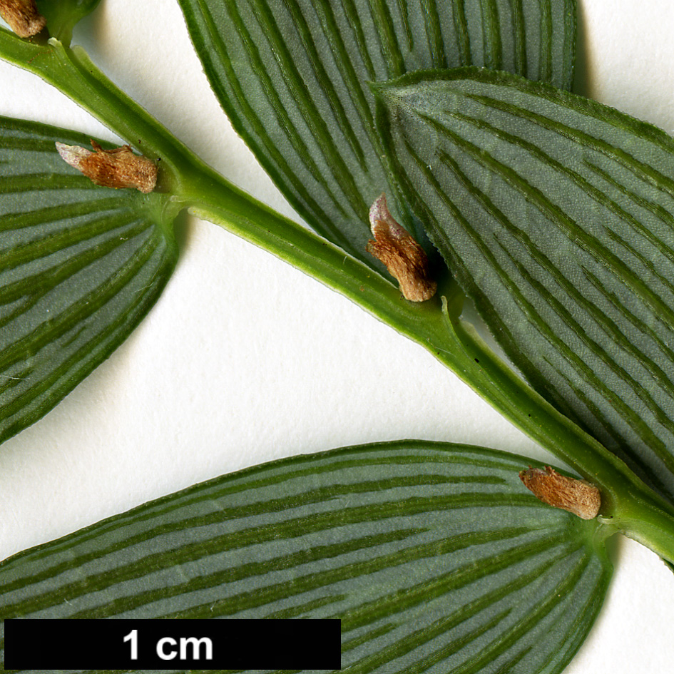 High resolution image: Family: Alstroemeriaceae - Genus: Luzuriaga - Taxon: radicans