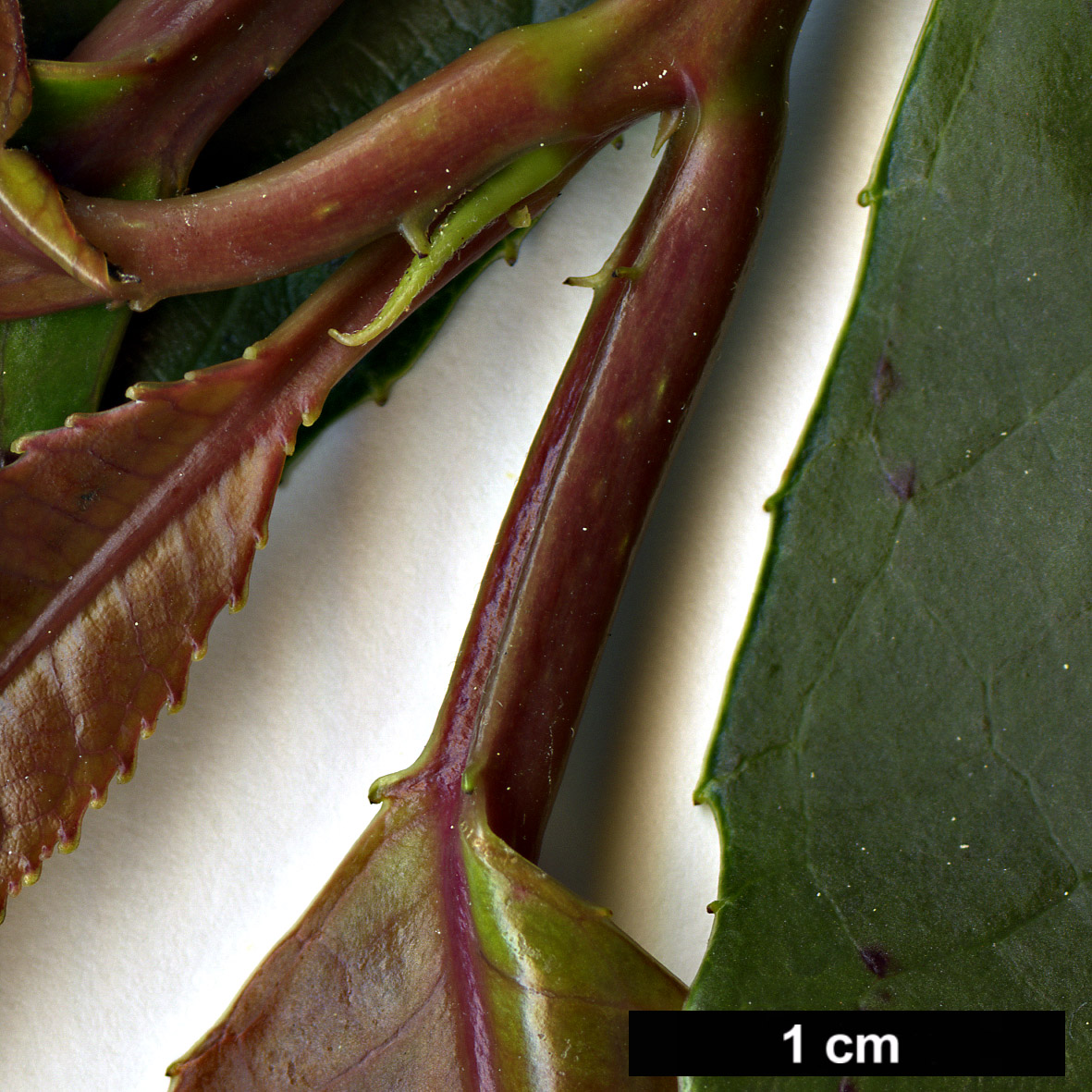 High resolution image: Family: Altingiaceae - Genus: Liquidambar - Taxon: chinensis