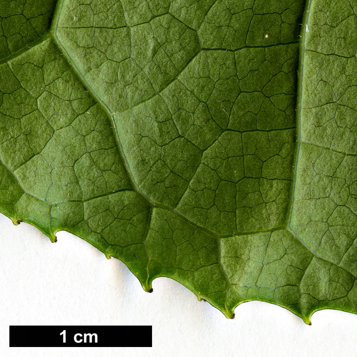 High resolution image: Family: Altingiaceae - Genus: Liquidambar - Taxon: excelsa