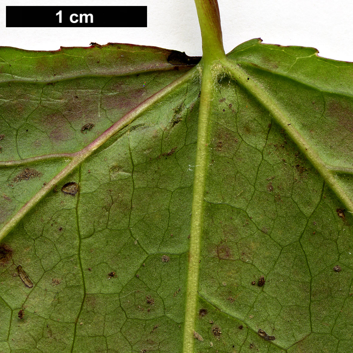 High resolution image: Family: Altingiaceae - Genus: Liquidambar - Taxon: macrophylla