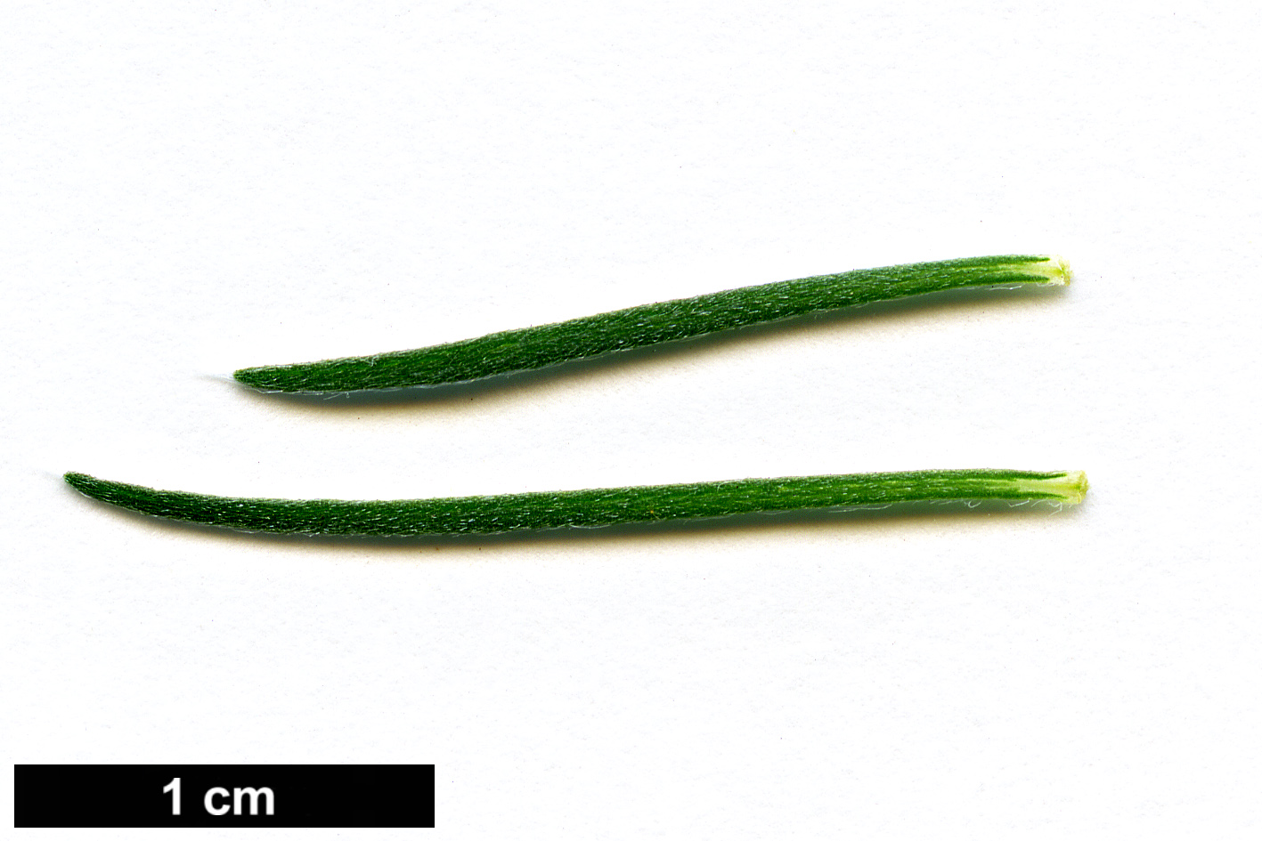 High resolution image: Family: Amaranthaceae - Genus: Bassia - Taxon: prostrata