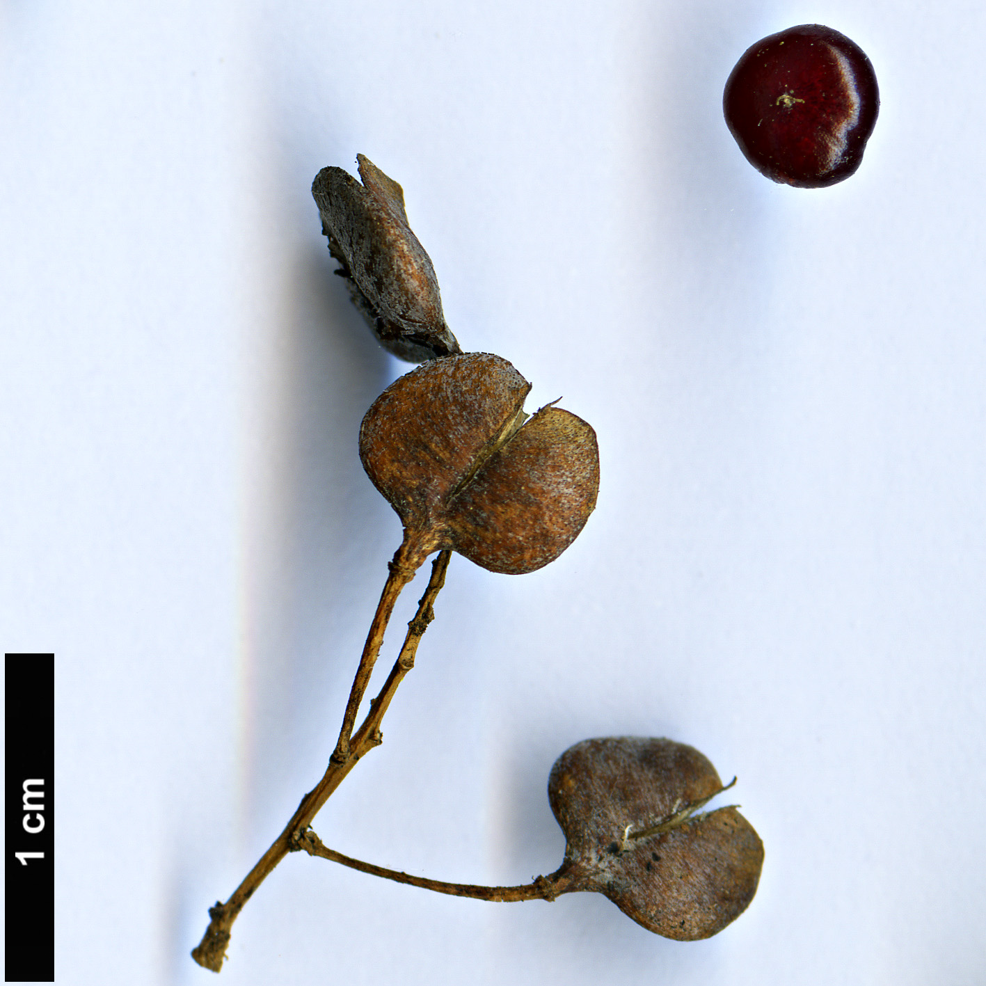High resolution image: Family: Amaranthaceae - Genus: Chenopodium - Taxon: candolleanum