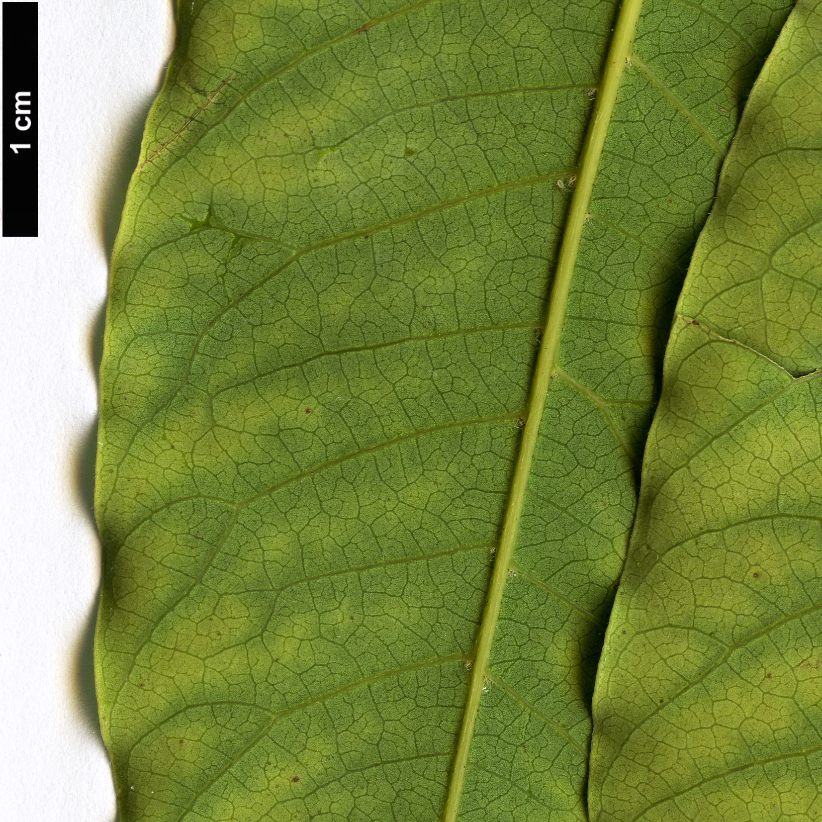 High resolution image: Family: Anacardiaceae - Genus: Choerospondias - Taxon: axillaris