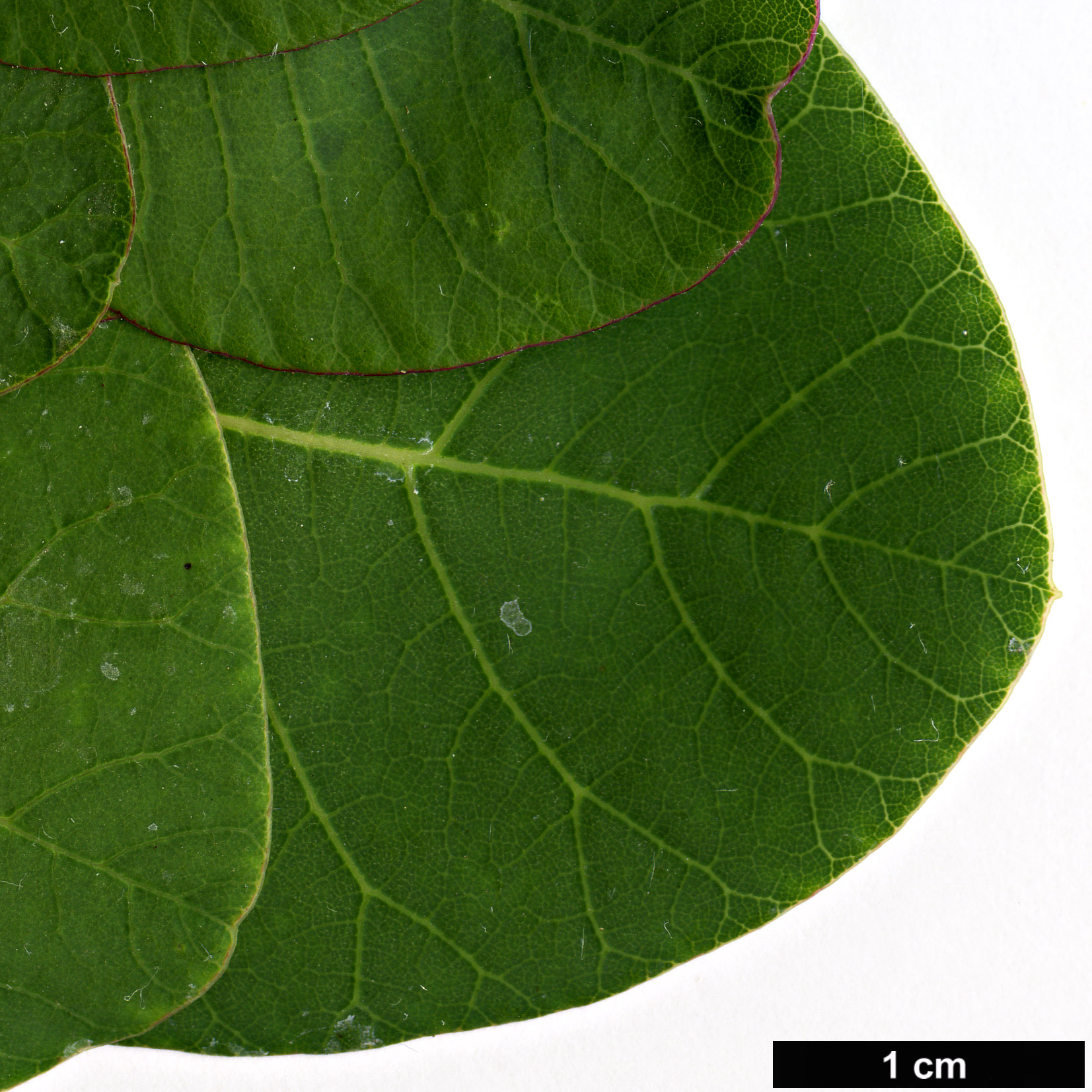 High resolution image: Family: Anacardiaceae - Genus: Cotinus - Taxon: coggygria