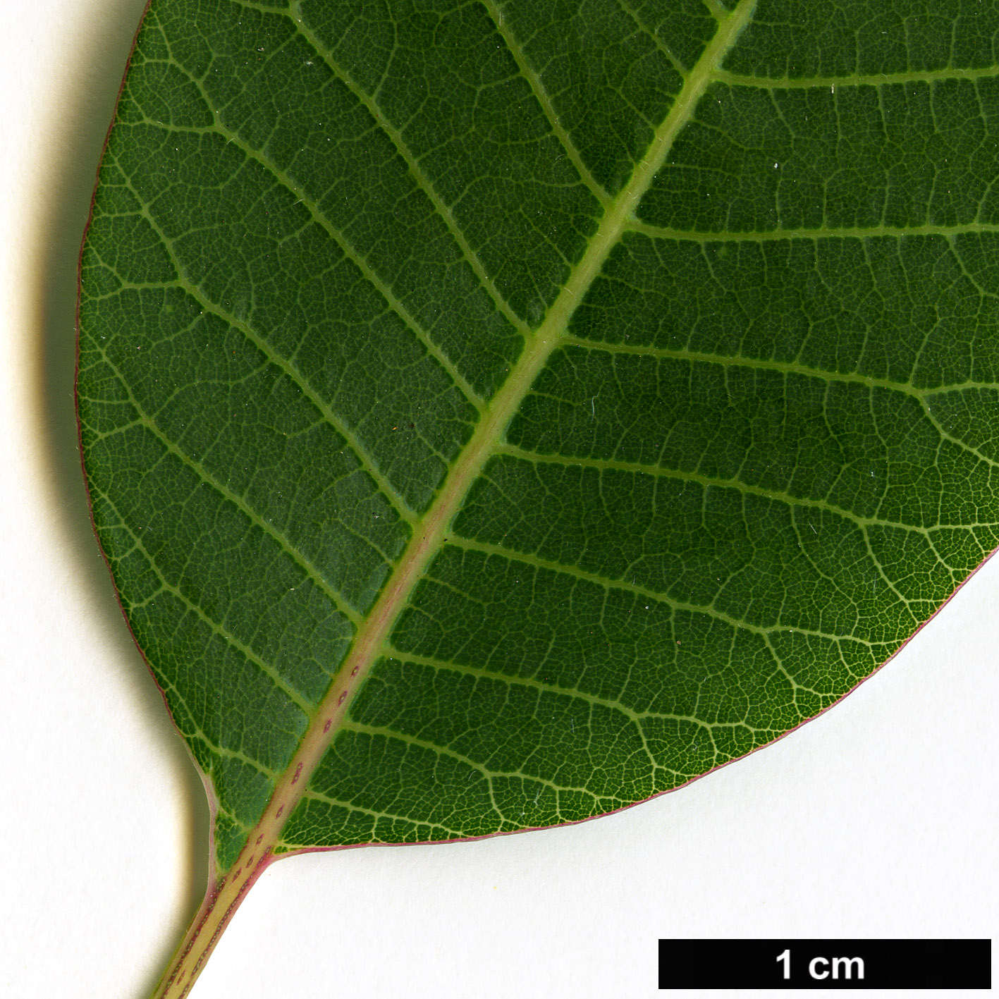 High resolution image: Family: Anacardiaceae - Genus: Cotinus - Taxon: coggygria