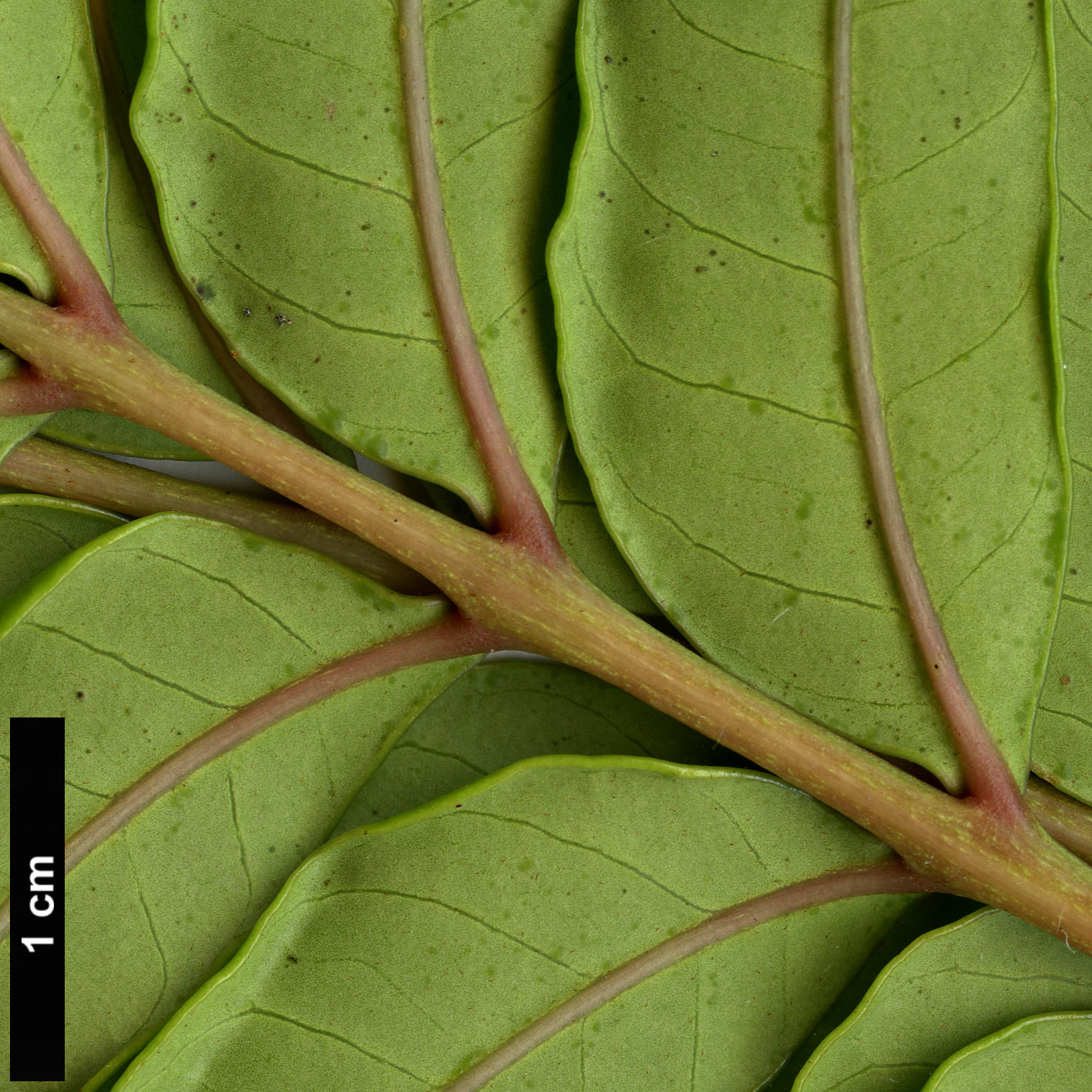 High resolution image: Family: Anacardiaceae - Genus: Harpephyllum - Taxon: caffrum