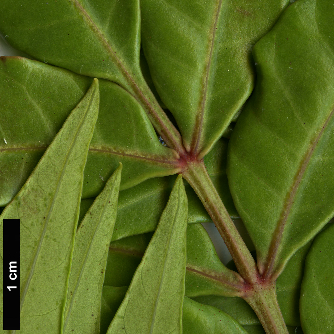 High resolution image: Family: Anacardiaceae - Genus: Harpephyllum - Taxon: caffrum