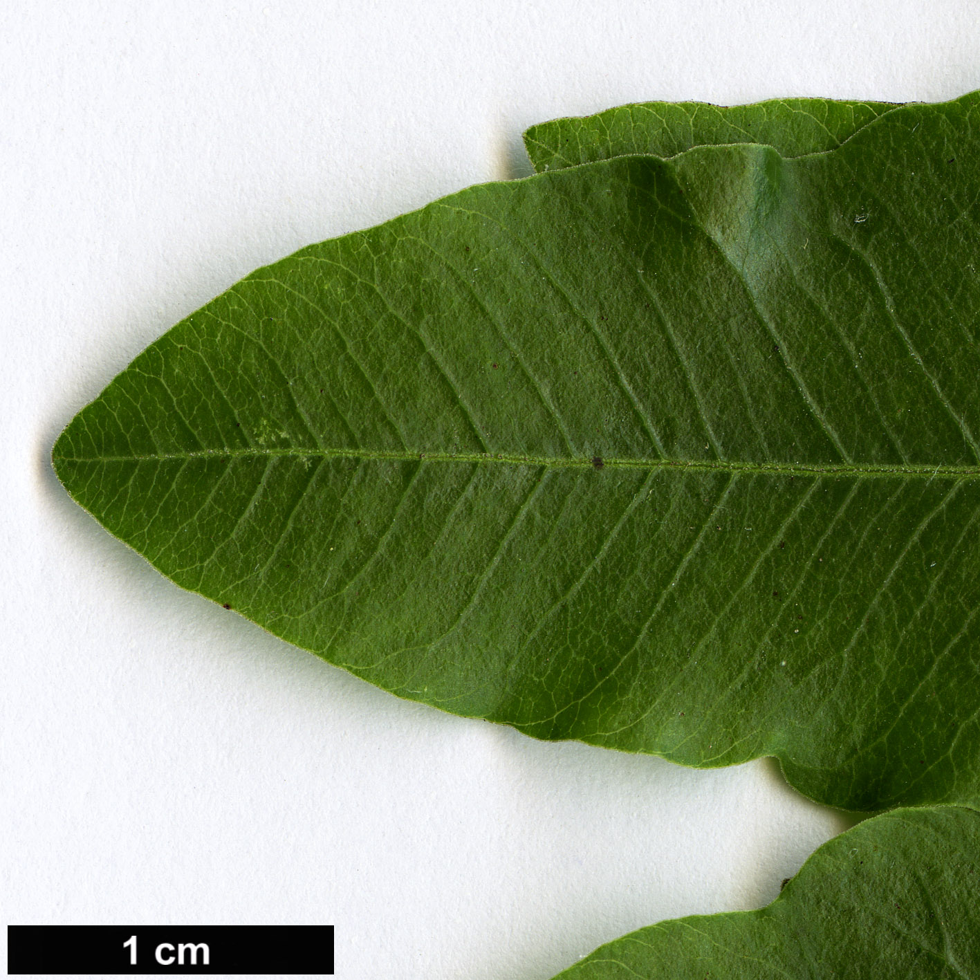 High resolution image: Family: Anacardiaceae - Genus: Pistacia - Taxon: atlantica