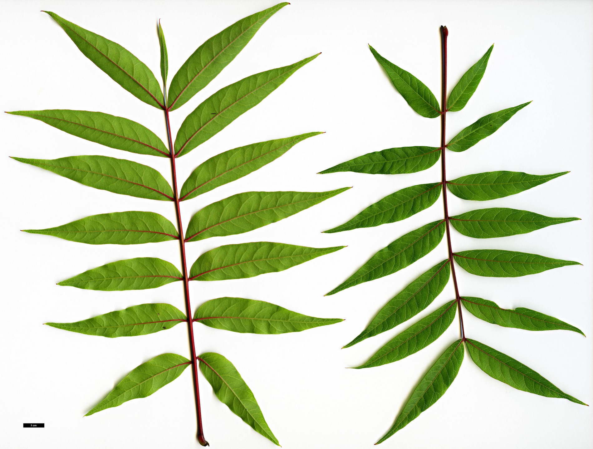 High resolution image: Family: Anacardiaceae - Genus: Pistacia - Taxon: chinensis
