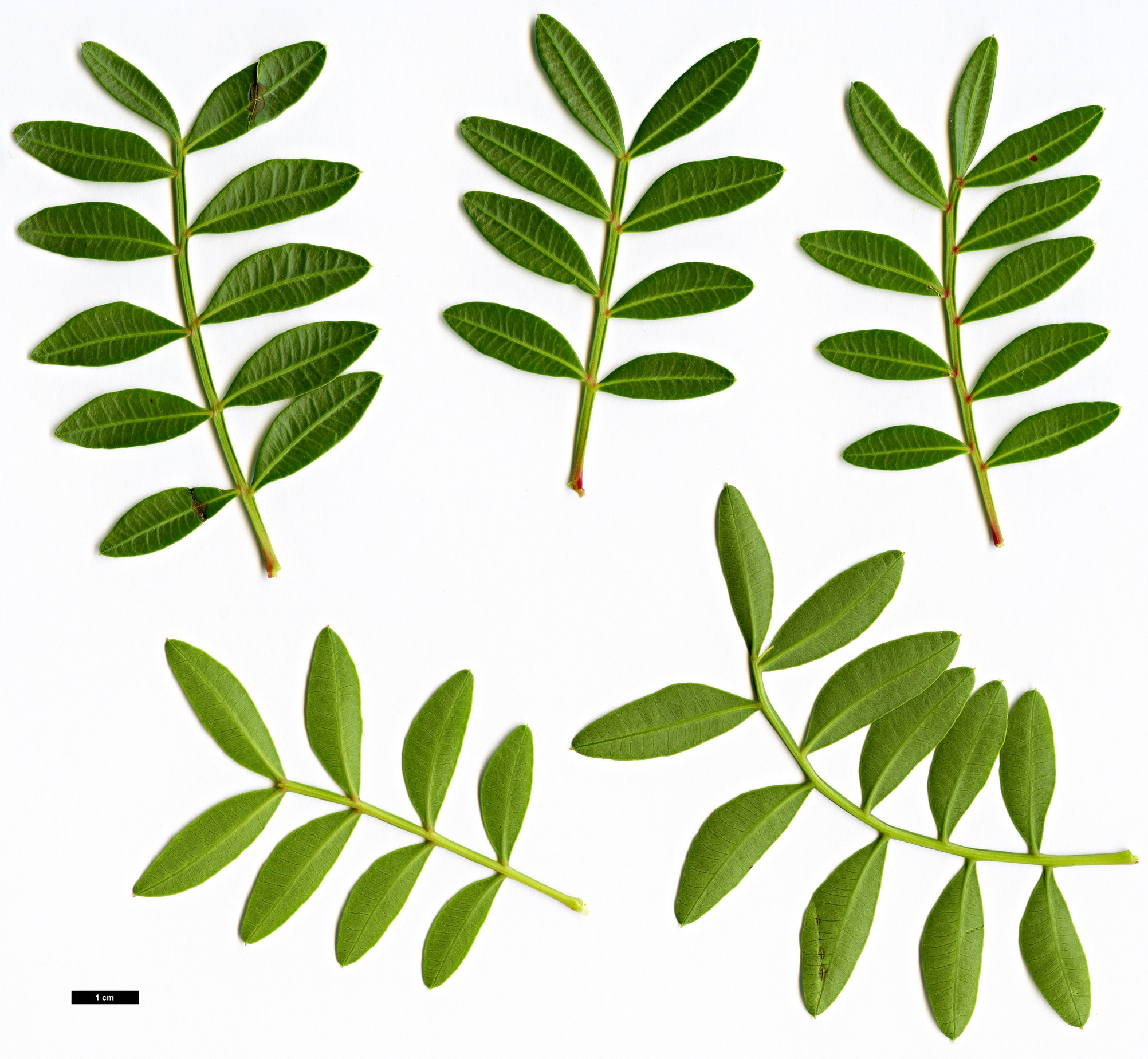 High resolution image: Family: Anacardiaceae - Genus: Pistacia - Taxon: lentiscus