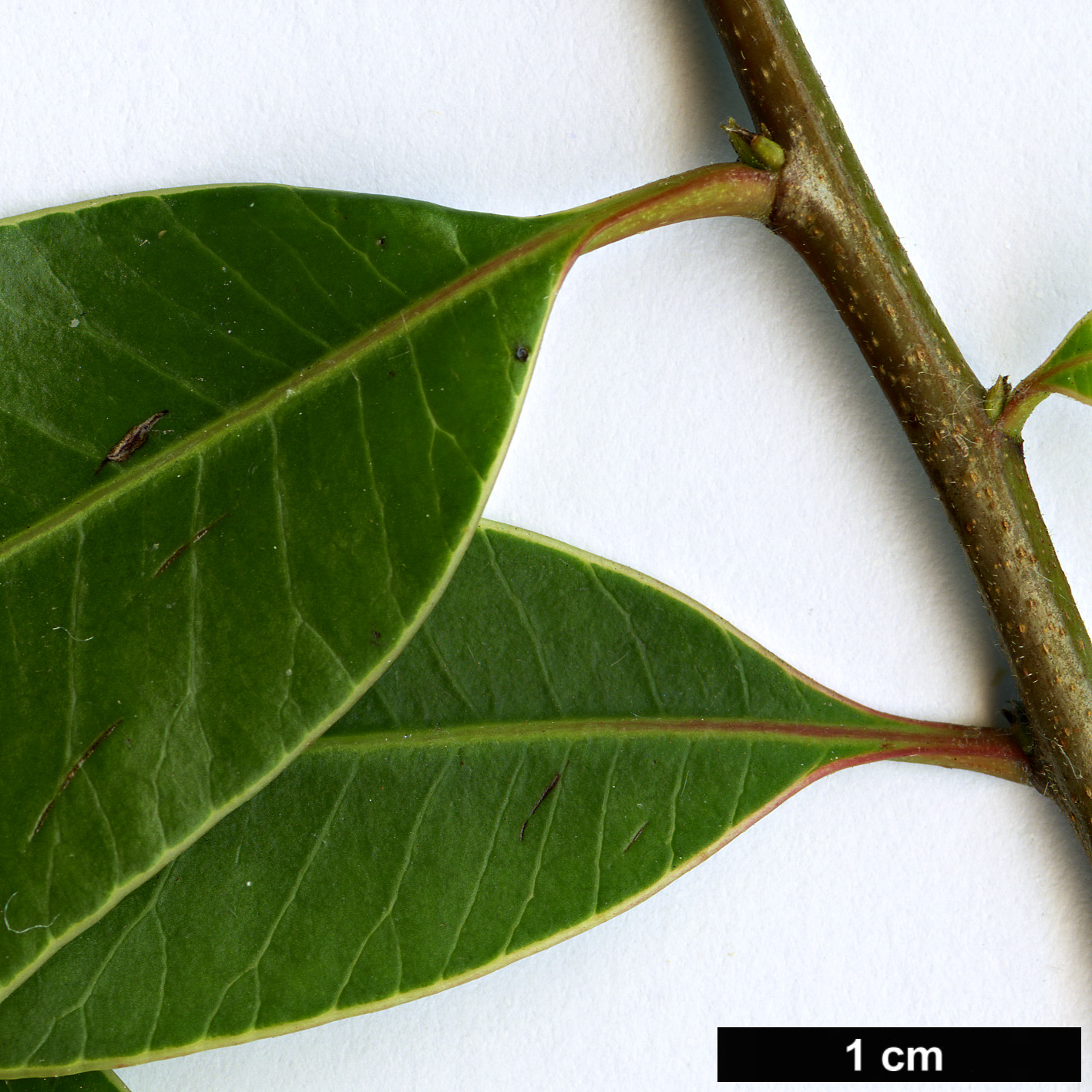 High resolution image: Family: Anacardiaceae - Genus: Protorhus - Taxon: longifolia