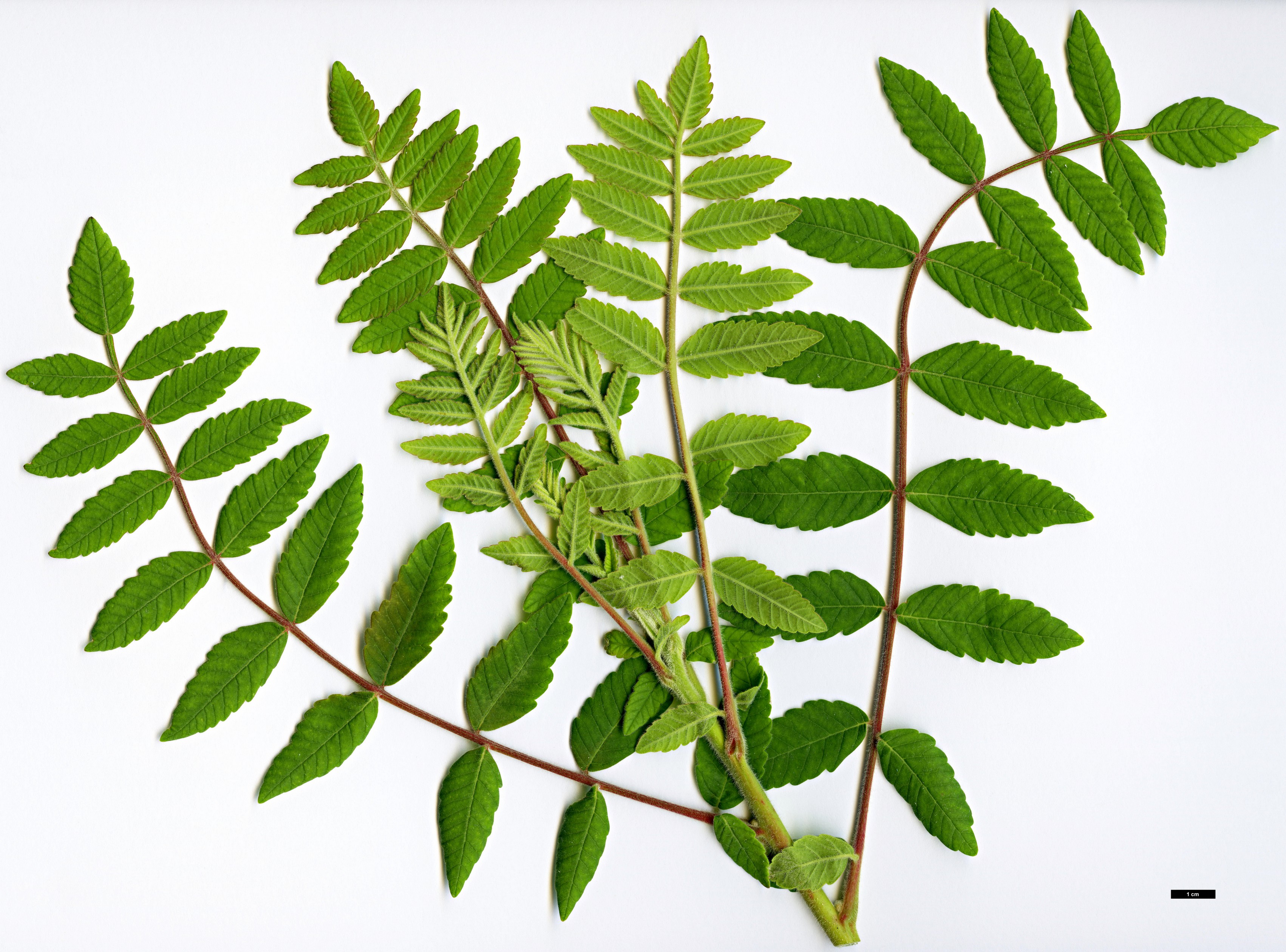 High resolution image: Family: Anacardiaceae - Genus: Rhus - Taxon: coriaria