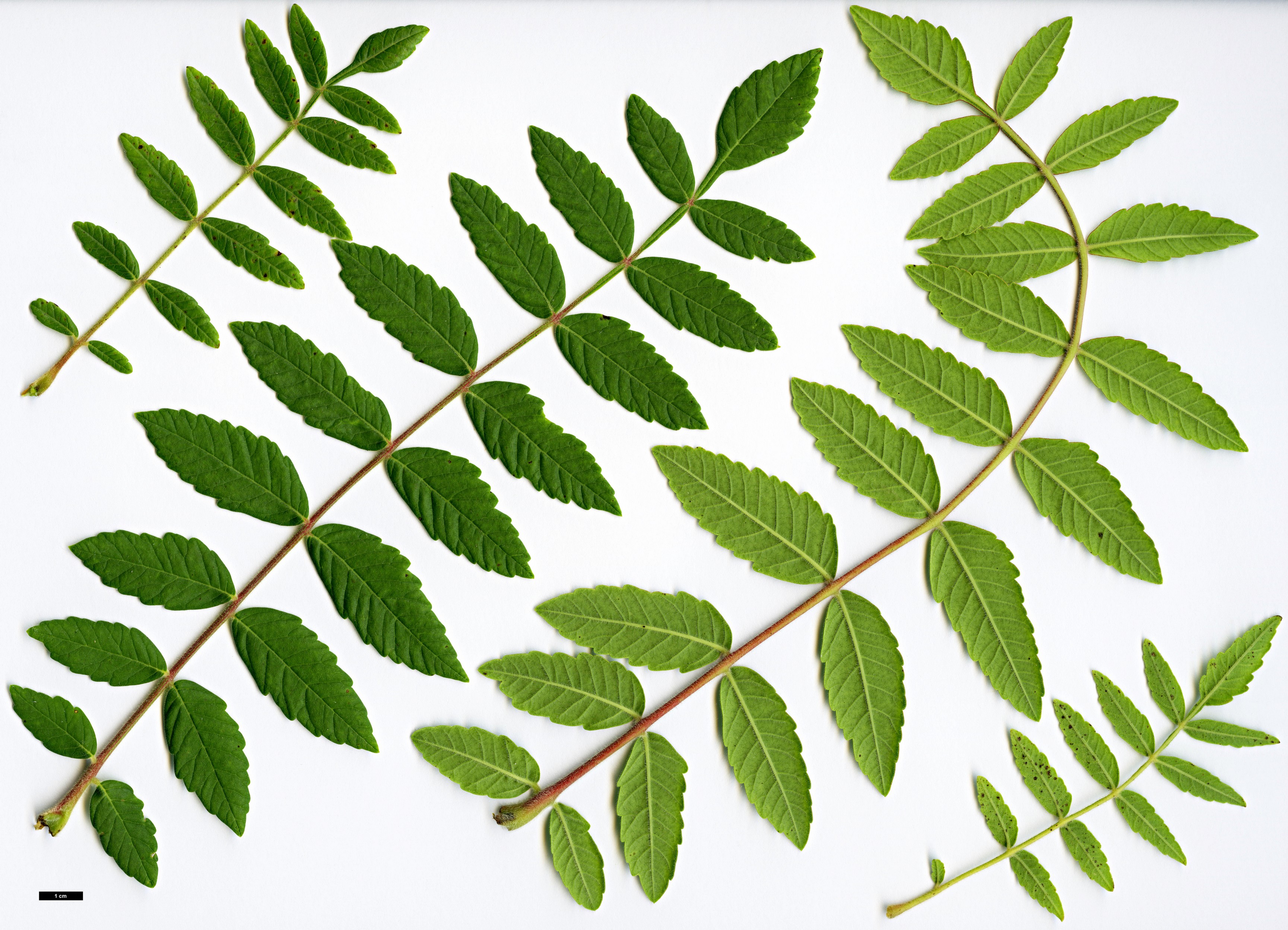 High resolution image: Family: Anacardiaceae - Genus: Rhus - Taxon: coriaria