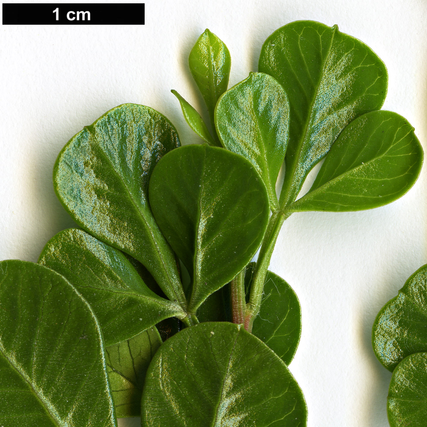 High resolution image: Family: Anacardiaceae - Genus: Rhus - Taxon: glauca